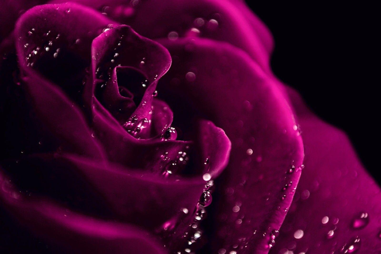Detalle 172+ imagen dark pink rose black background - Thcshoanghoatham ...