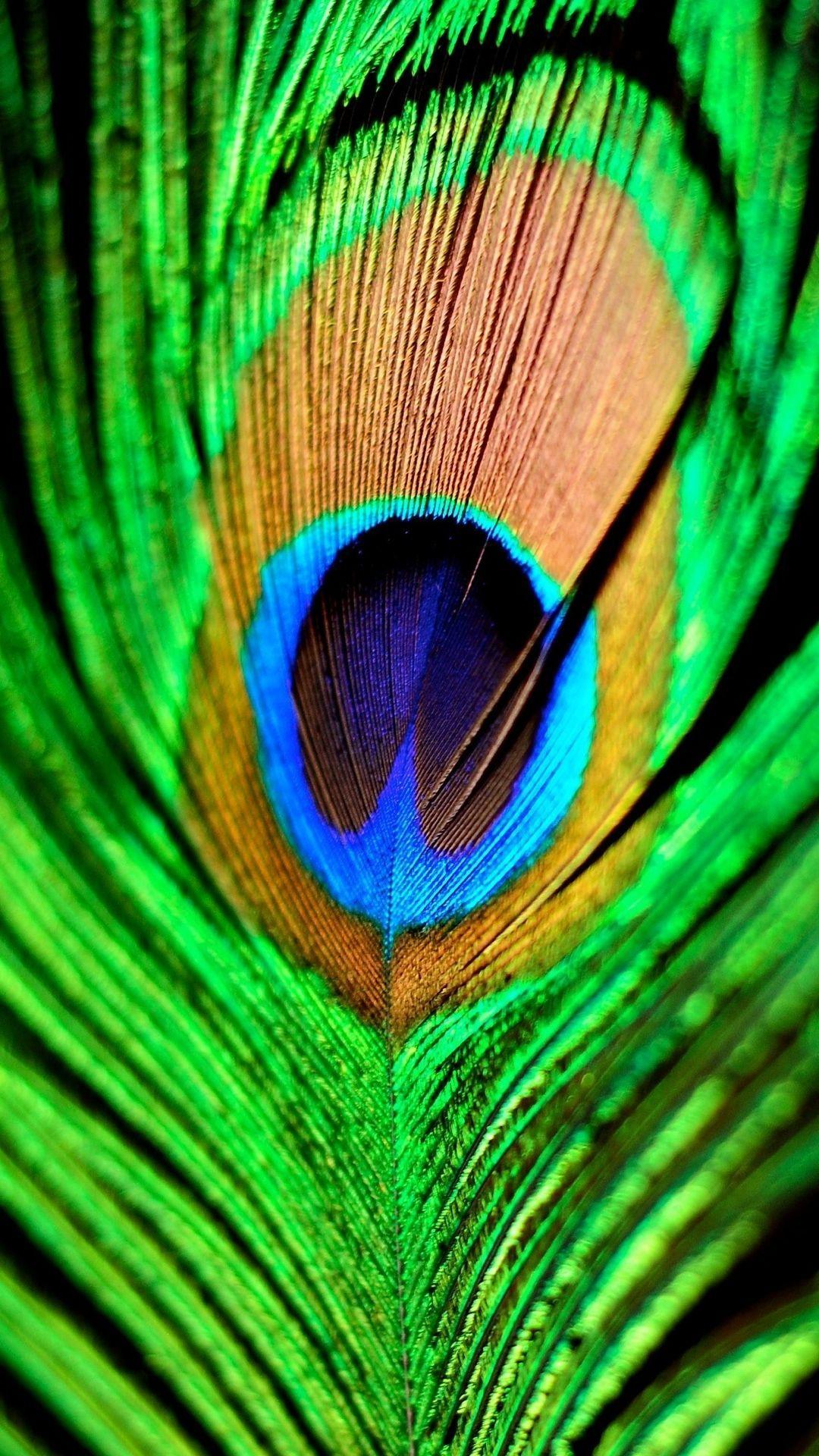 1080x1920 Peacock Feather Green Blue Hình nền HD iPhone 6 Plus