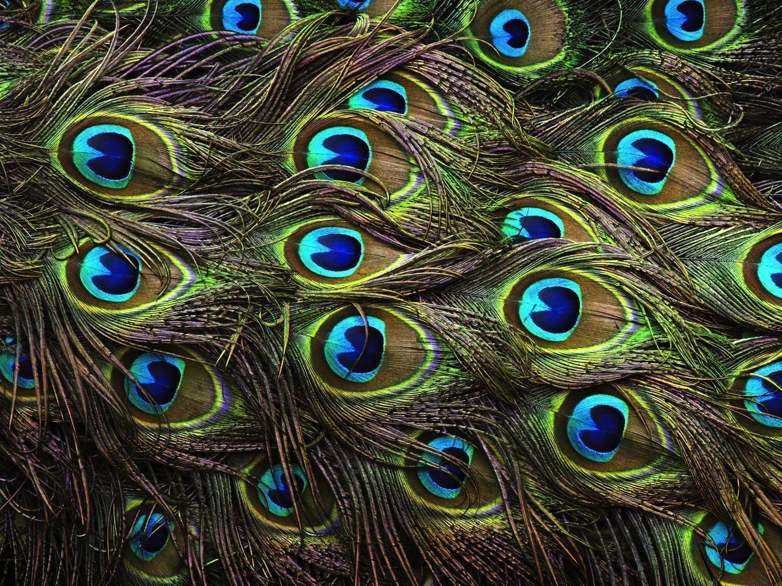 peacock feather wallpaper hd