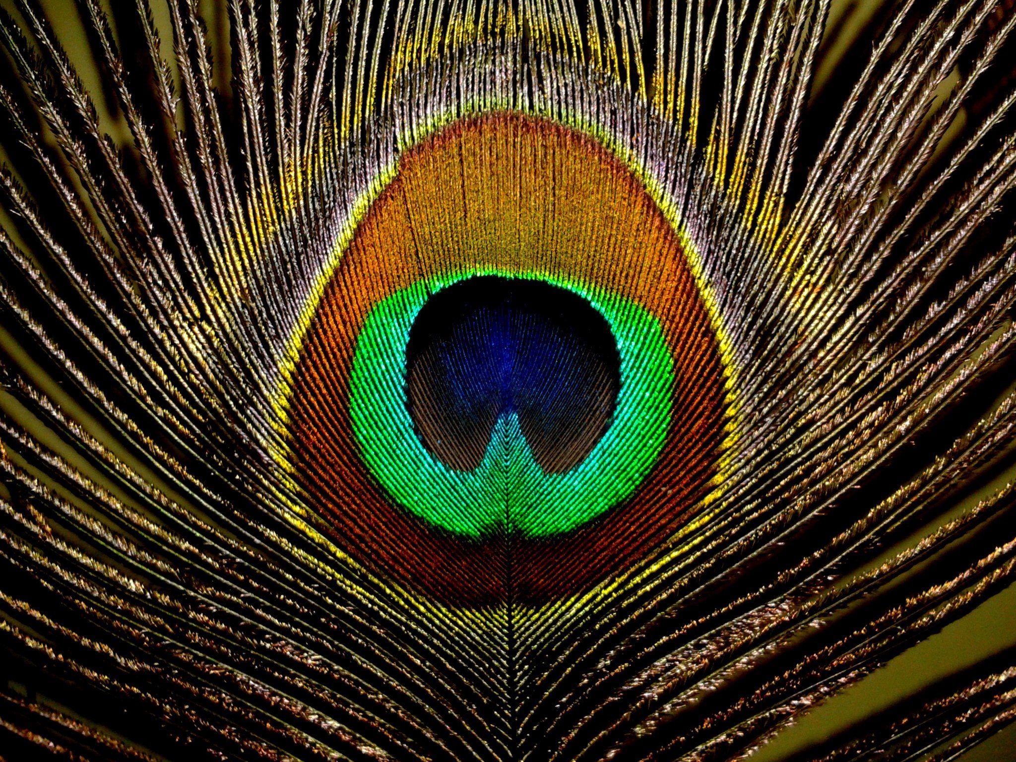 colorful peacock feather wallpaper