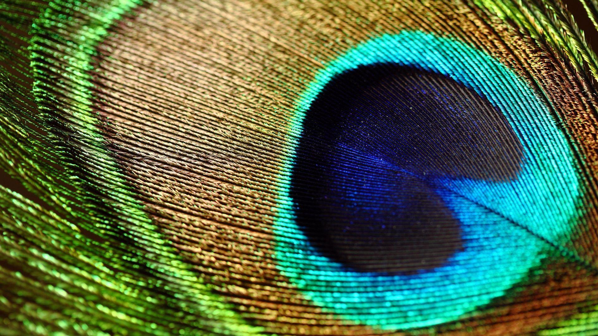 1920x1080 Wallpaper Of Peacock Feathers HD 2016