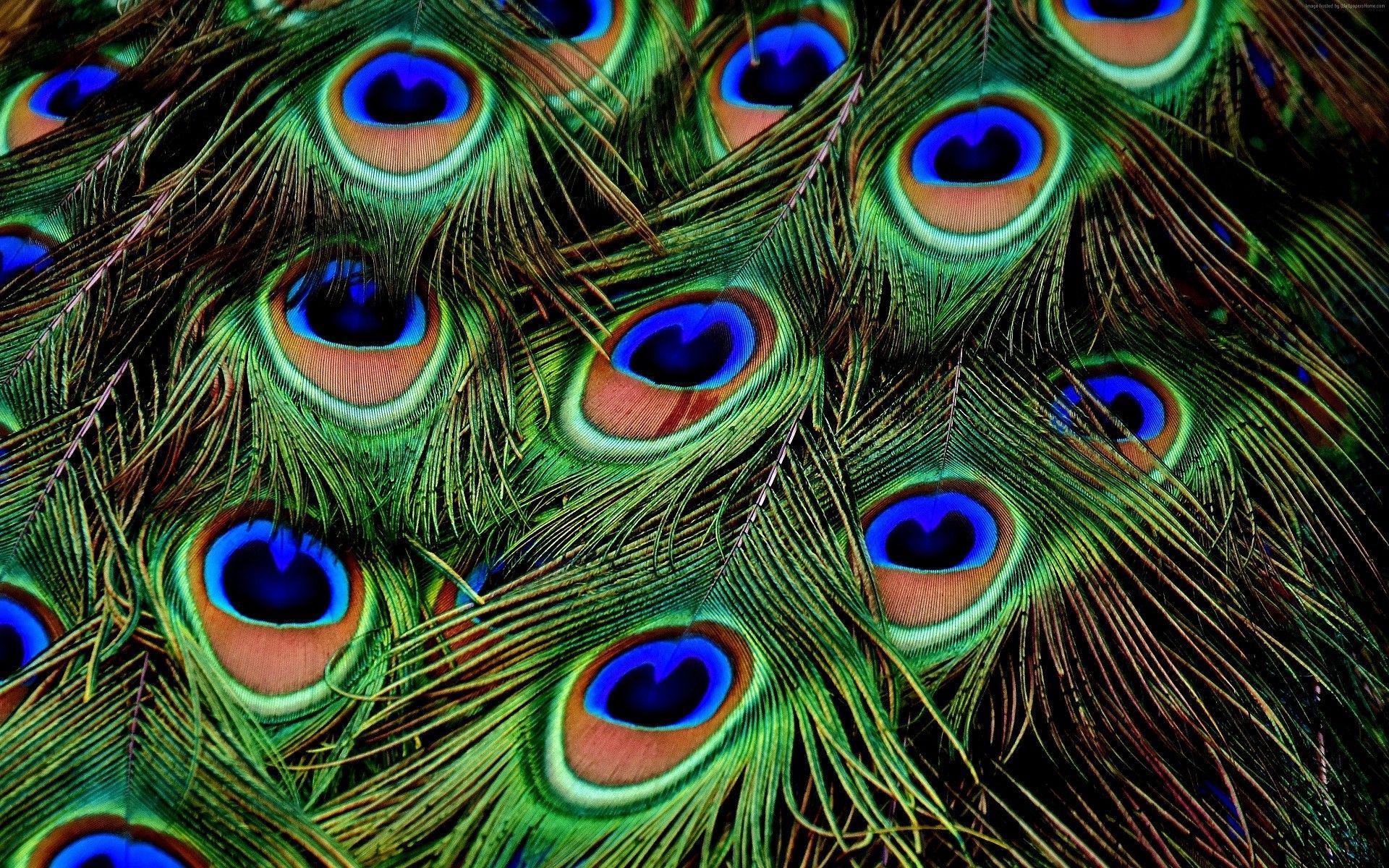 1920x1200 Peacock Feather hình nền