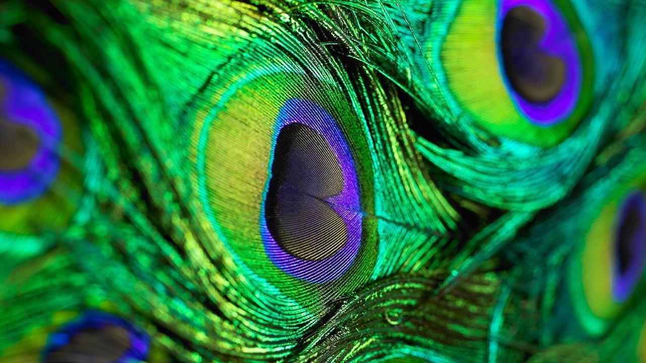 1280x720 Peacock Feathers Hình nền sống cho Android
