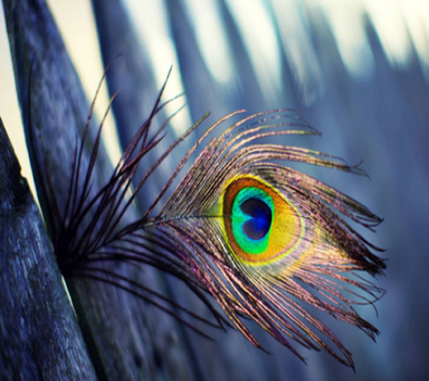 Peacock Feather Wallpapers - Top Free Peacock Feather Backgrounds ...