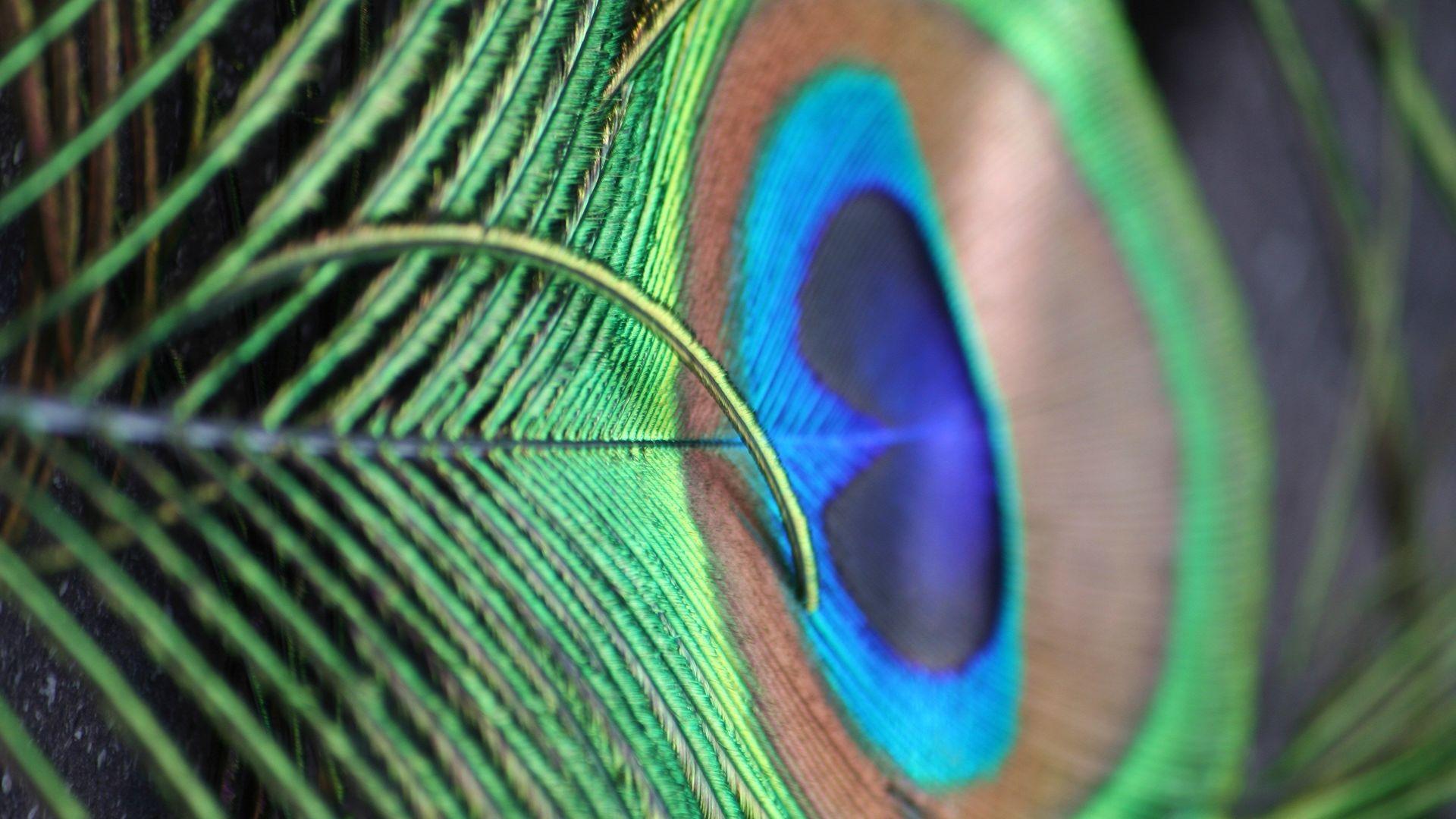 1920x1080 Peacock Feather Closeup hình nền