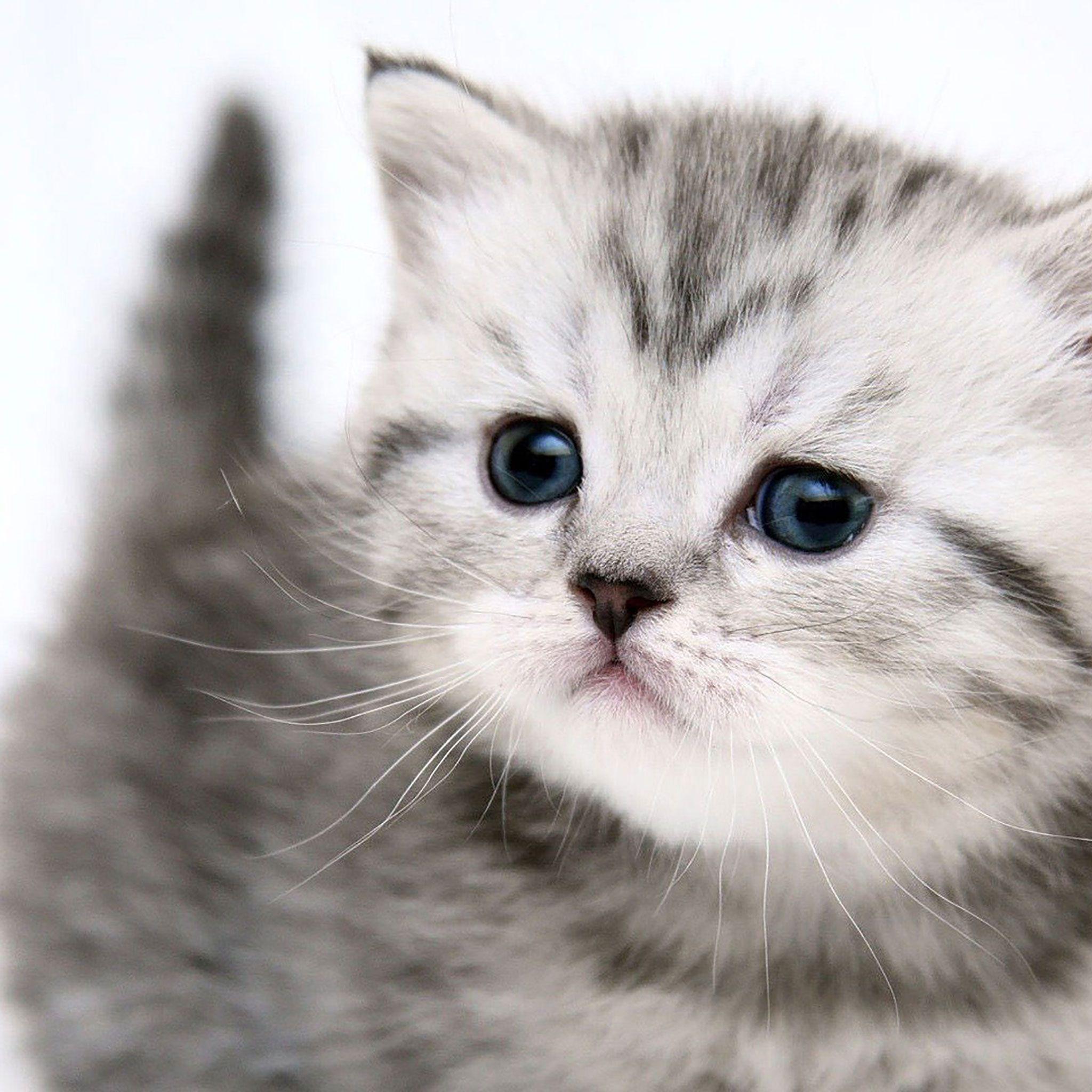 Best Cat iPad HD Wallpapers  iLikeWallpaper