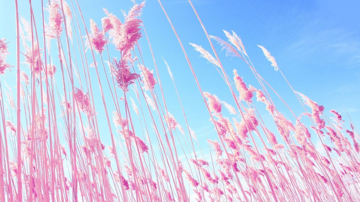 1366x768 Download wallpaper 1366x768 grass, pink, sky tablet, laptop