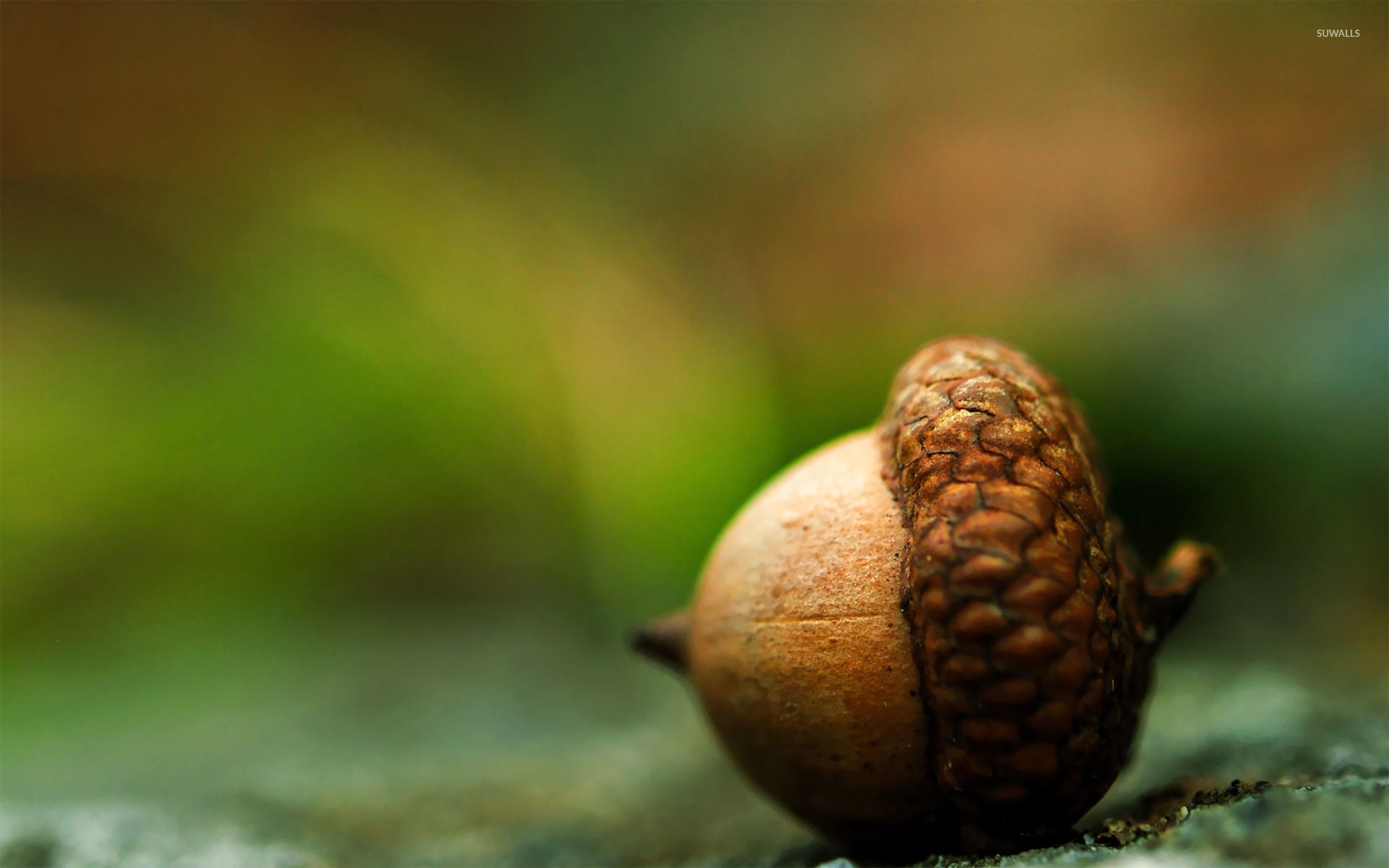 1920x1200 Acorn wallpaper