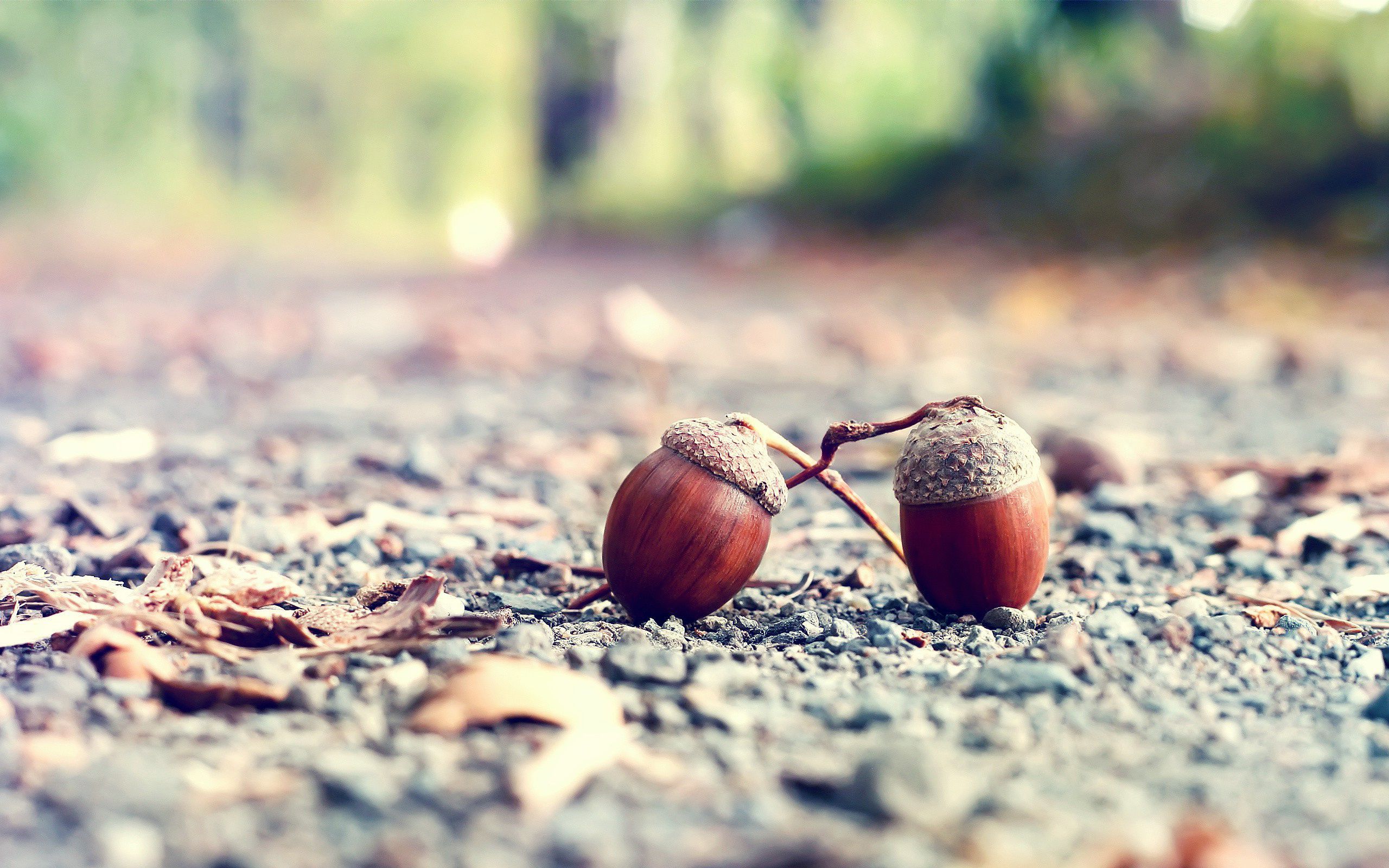 Acorn Wallpapers - Top Free Acorn Backgrounds - WallpaperAccess