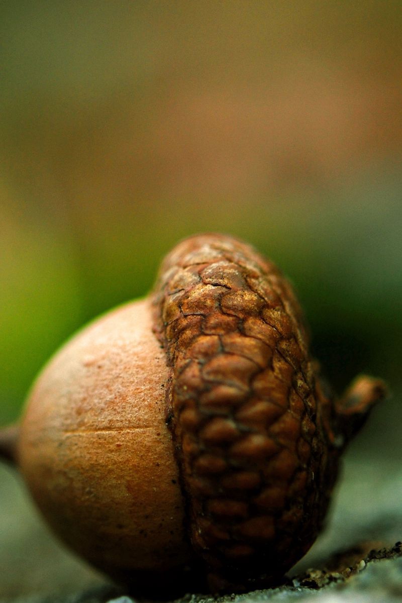 800x1200 wallpaper 800x1200 acorn, earth
