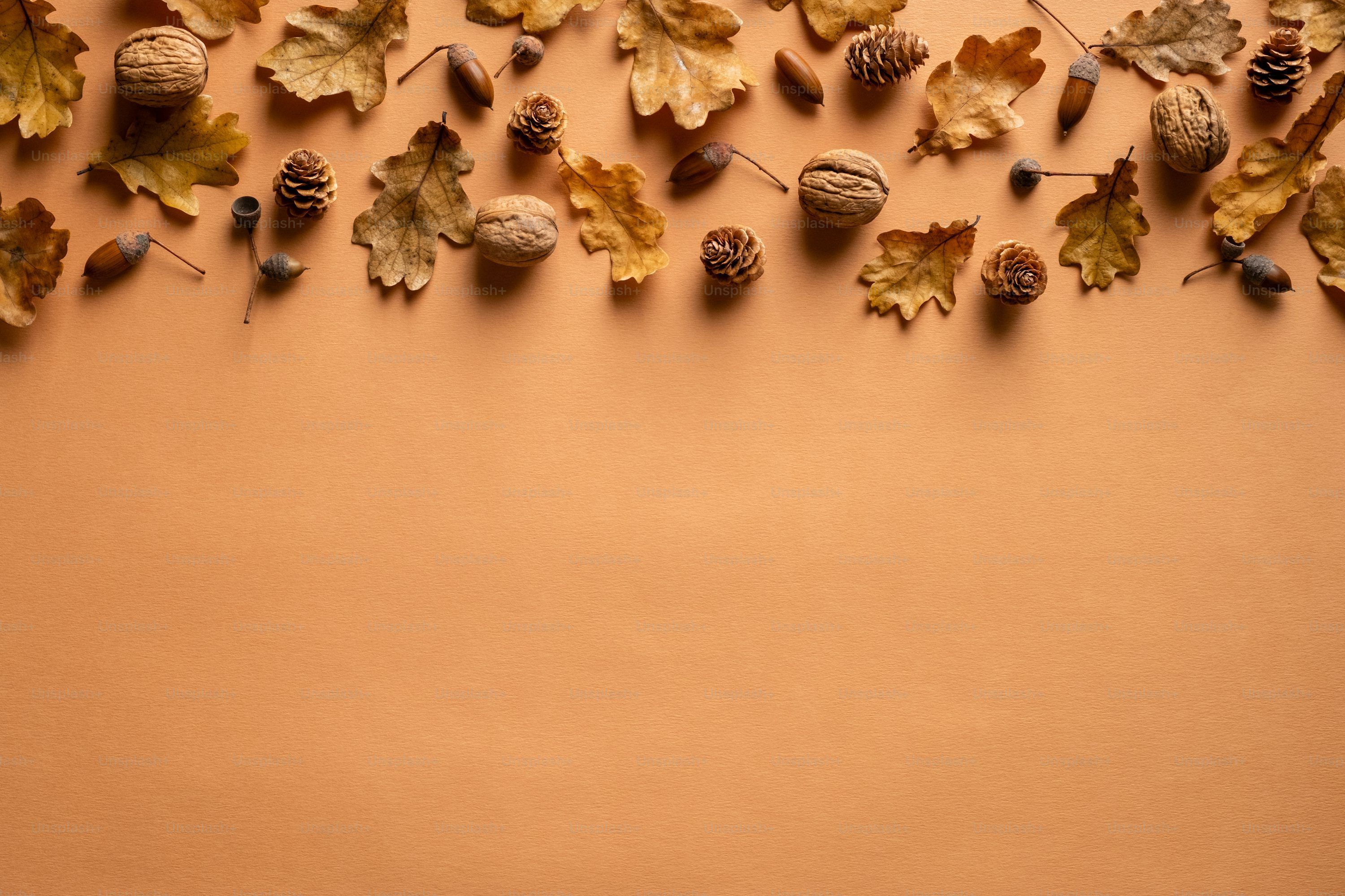 3000x2000 Acorn Picture. Download Free Image