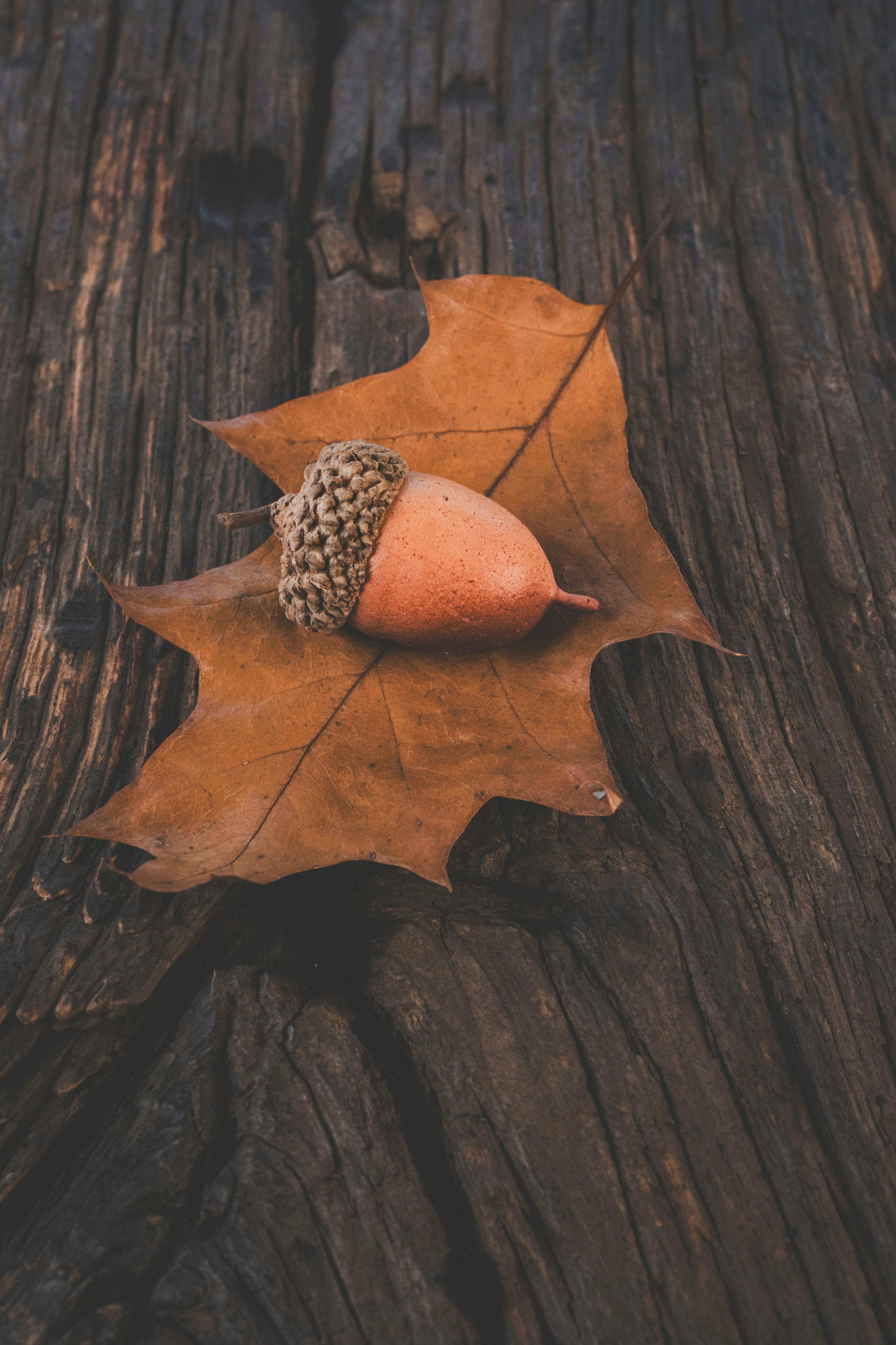 Acorn Wallpapers - Top Free Acorn Backgrounds - WallpaperAccess