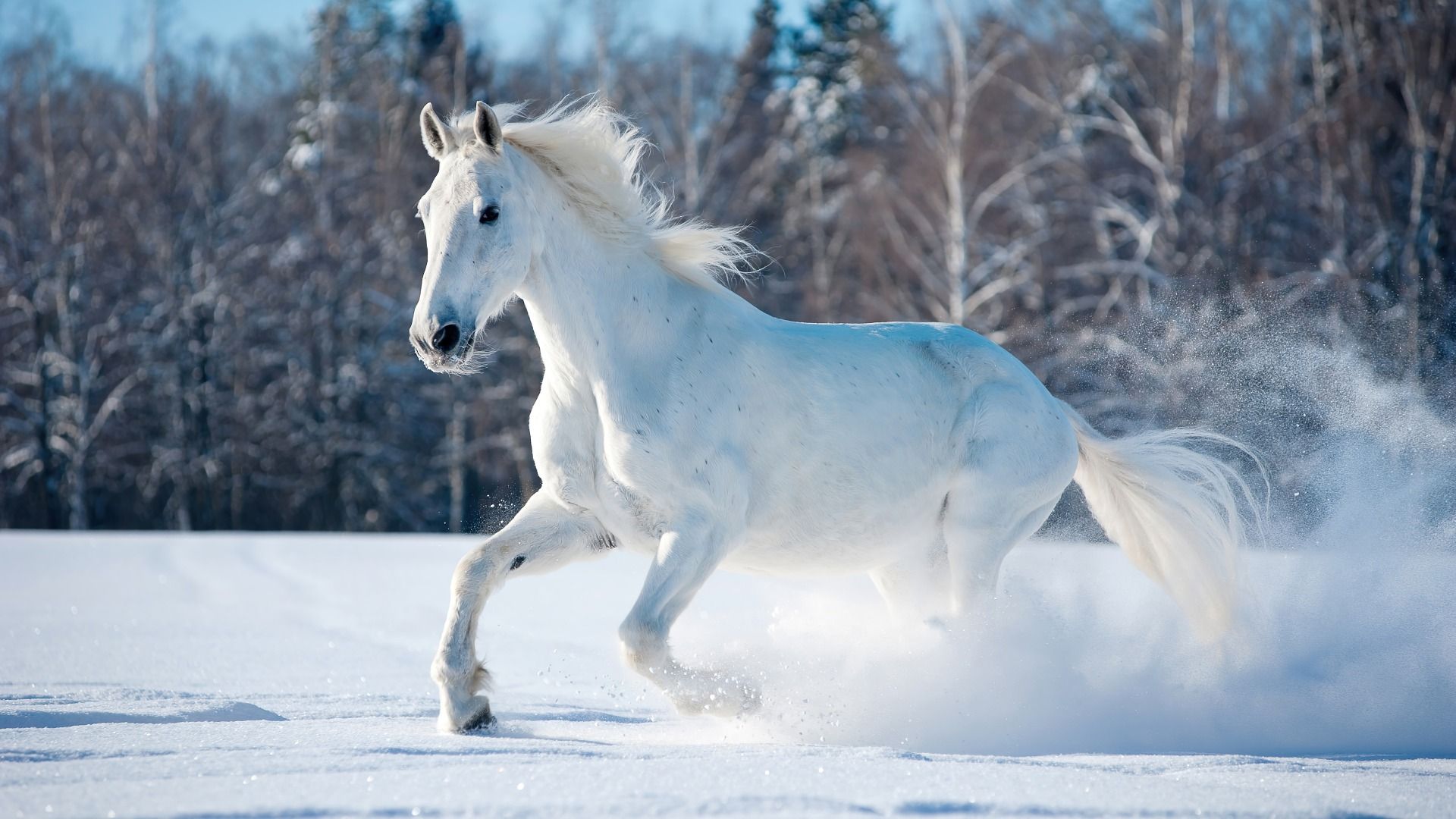 1920x1080 Nature Snow Field Scenery 1920×1080