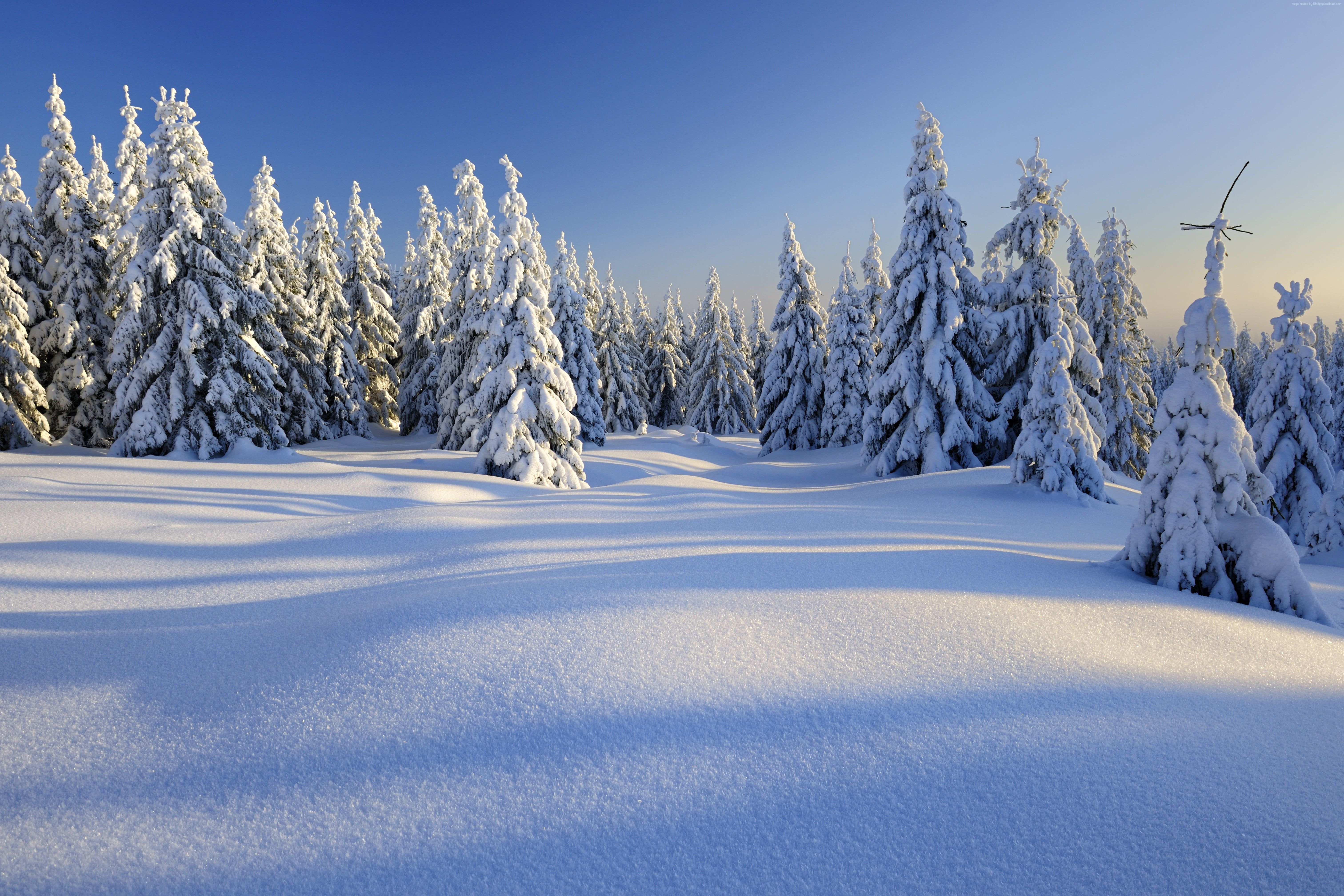 6048x4032 White snowfield, forest, trees, snow HD