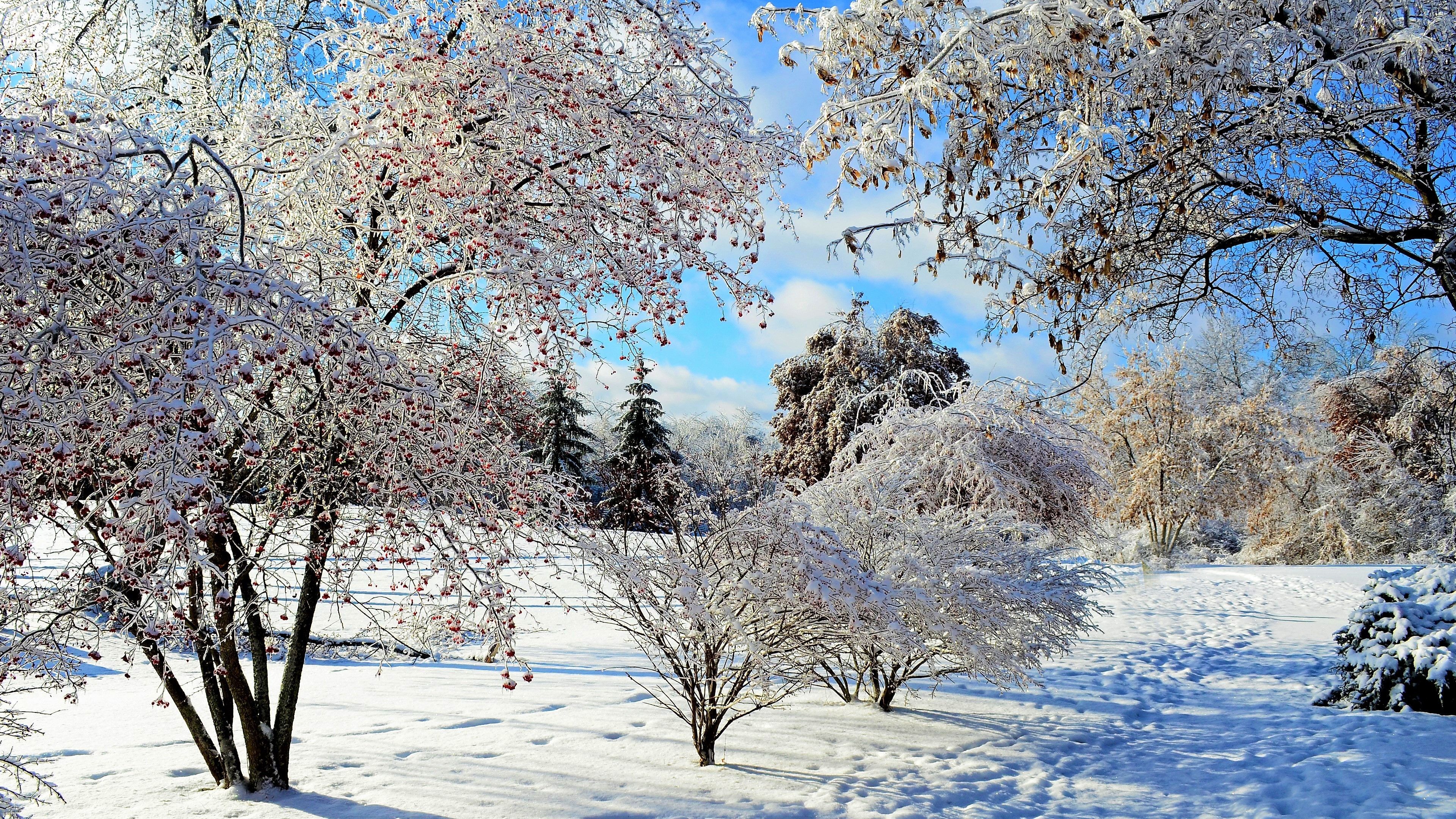 3840x2160 Tree Nature Winter 4k Ultra HD Wallpaper