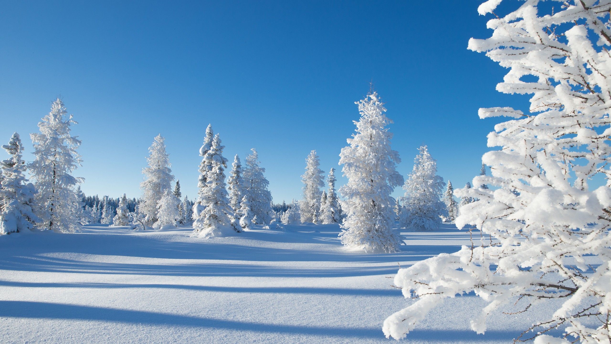 2560x1440 Snow Covered Trees In The Snow Field