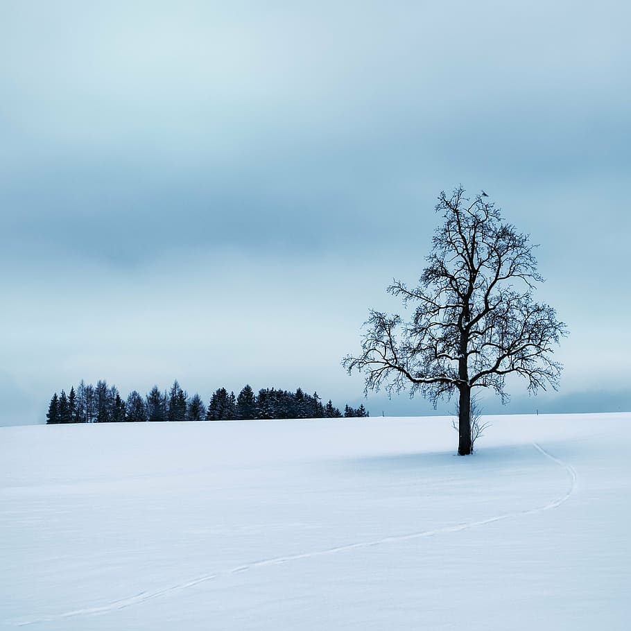 910x910 HD wallpaper: leafless tree in middle