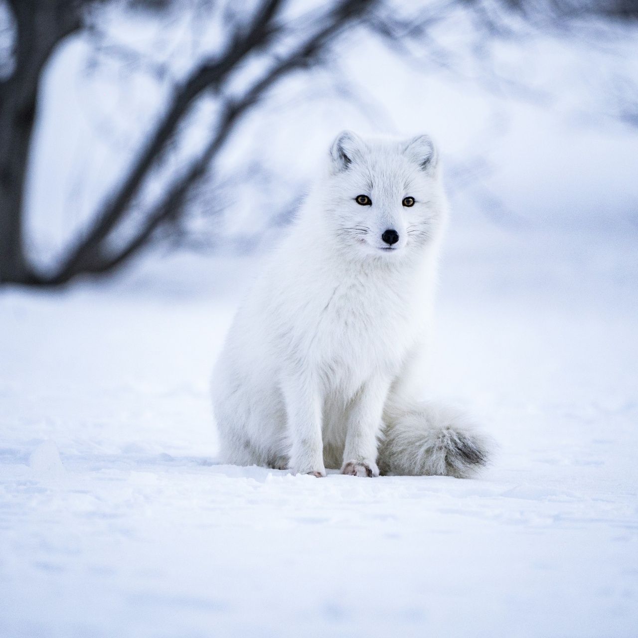 1280x1280 Arctic fox Wallpaper 4K, White wolf