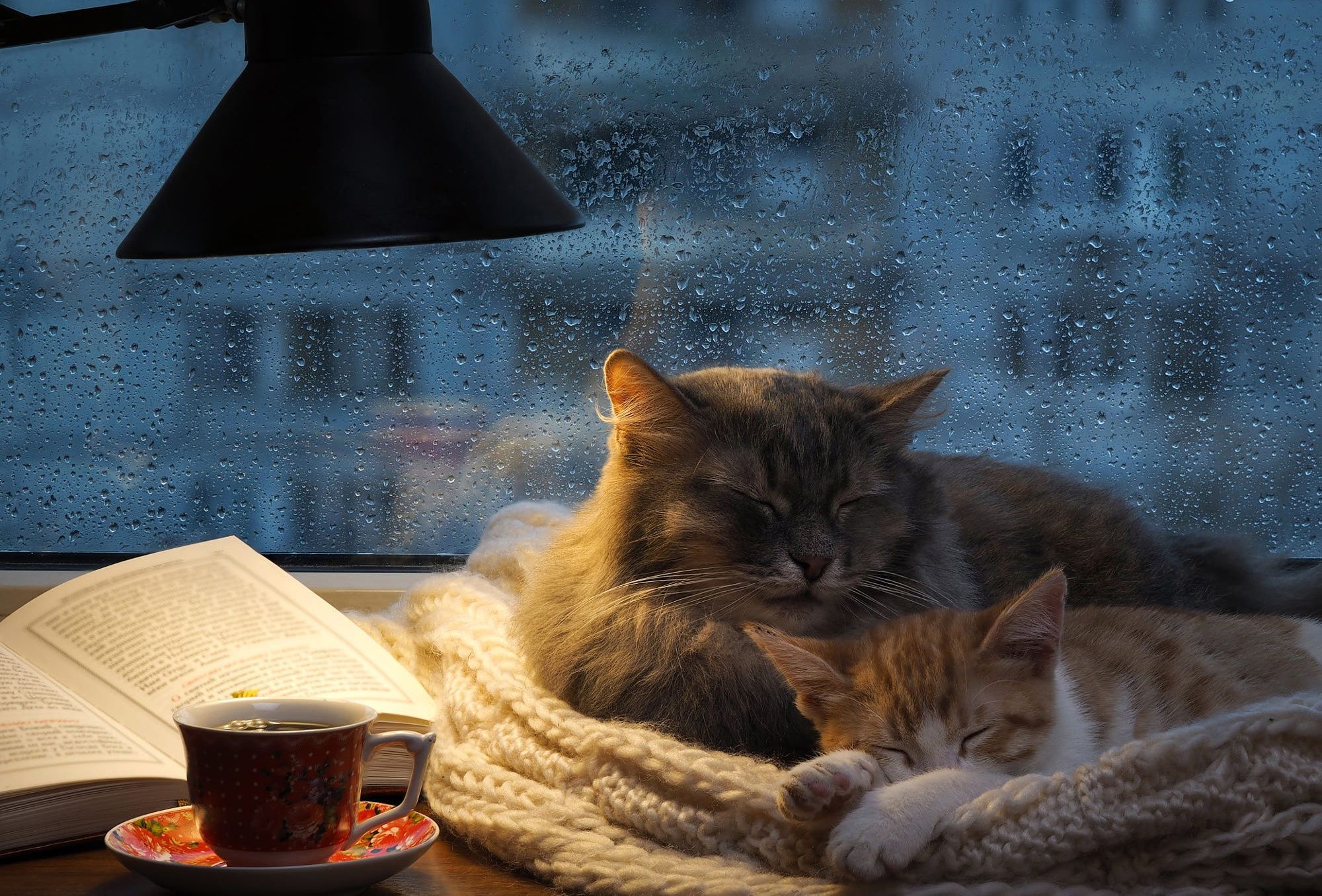 2000x1355 Sleeping Animal Cat HD Wallpaper