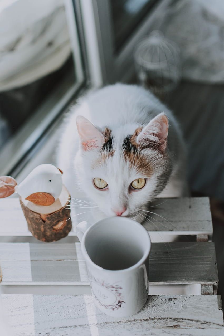 850x1275 Coffee Cat, cat cafe HD phone wallpaper