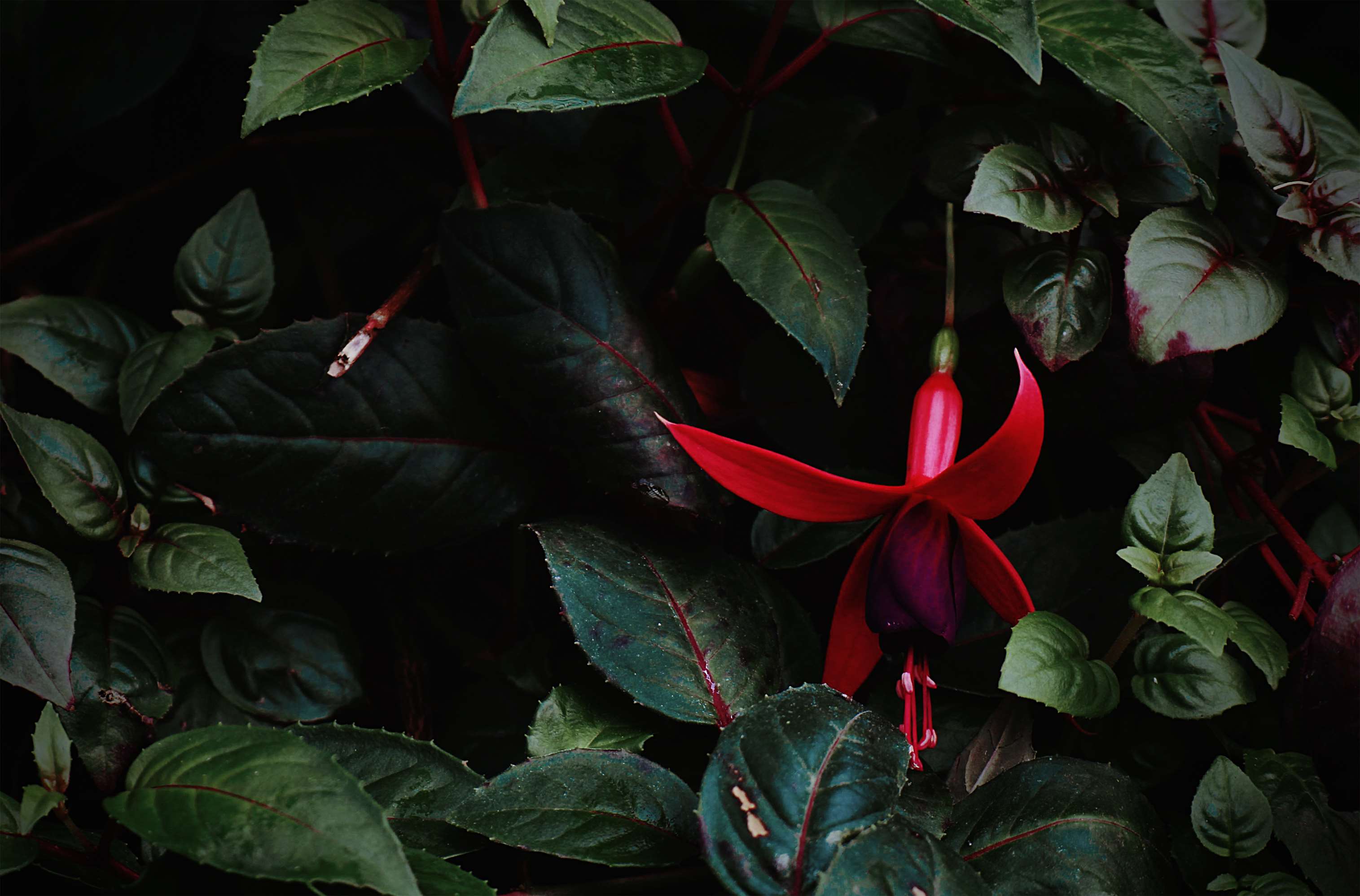 3030x1998 beautiful flower, flora, floral, flower, green