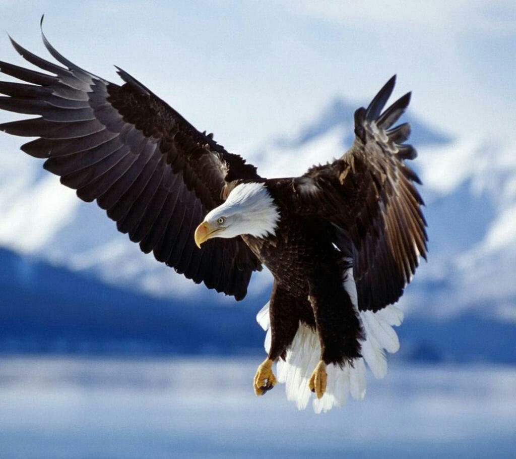 1024x910 American
