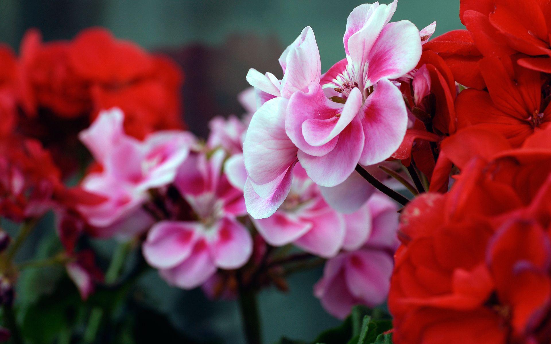 1920x1200 HD Flower Wallpaper pD Wallpaper. Flowers