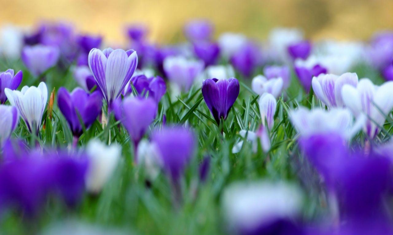 1280x768 The Crocuses Flower In Singapore Wallpaper