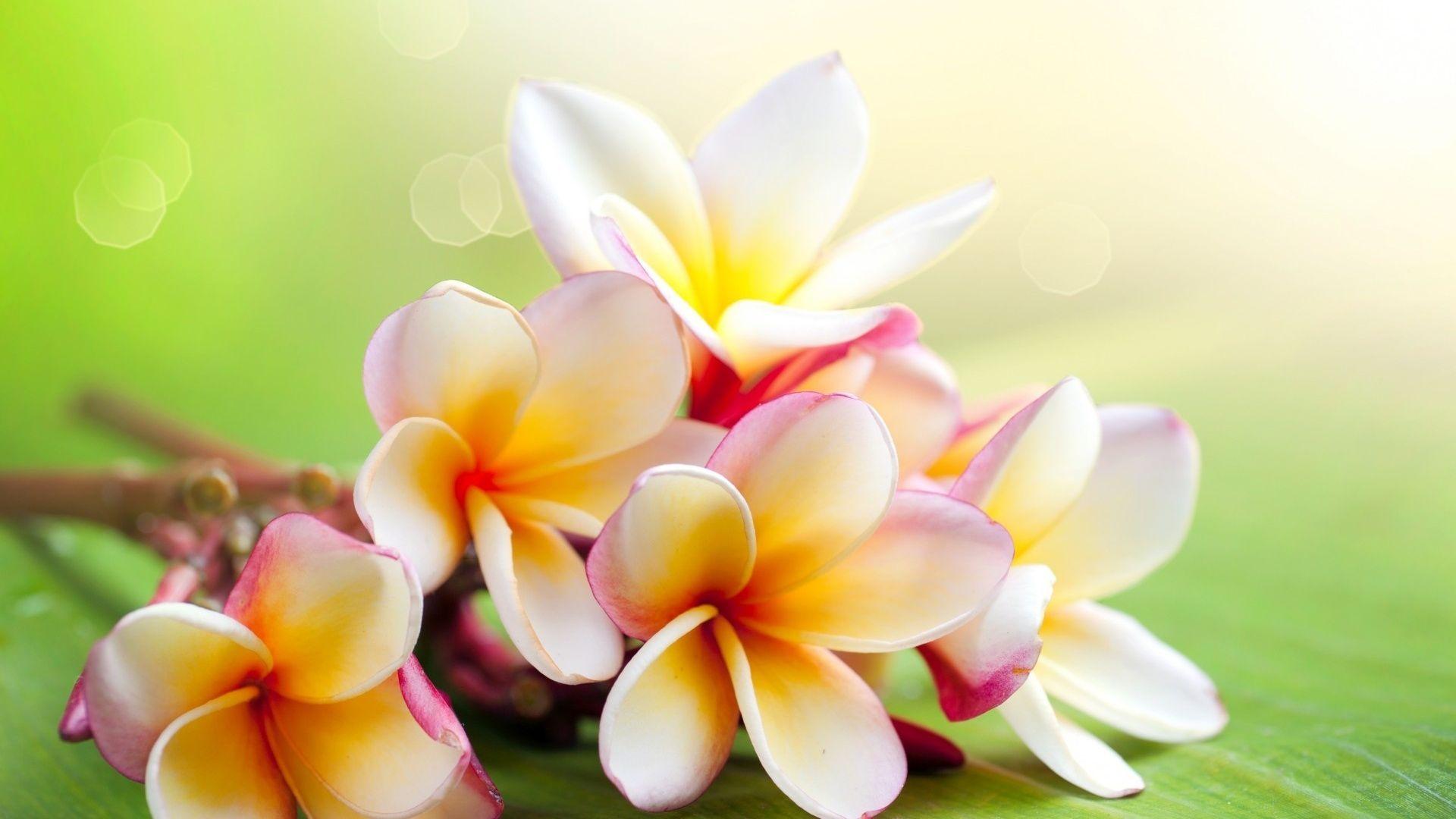 1920x1080 Flowers wallpaper