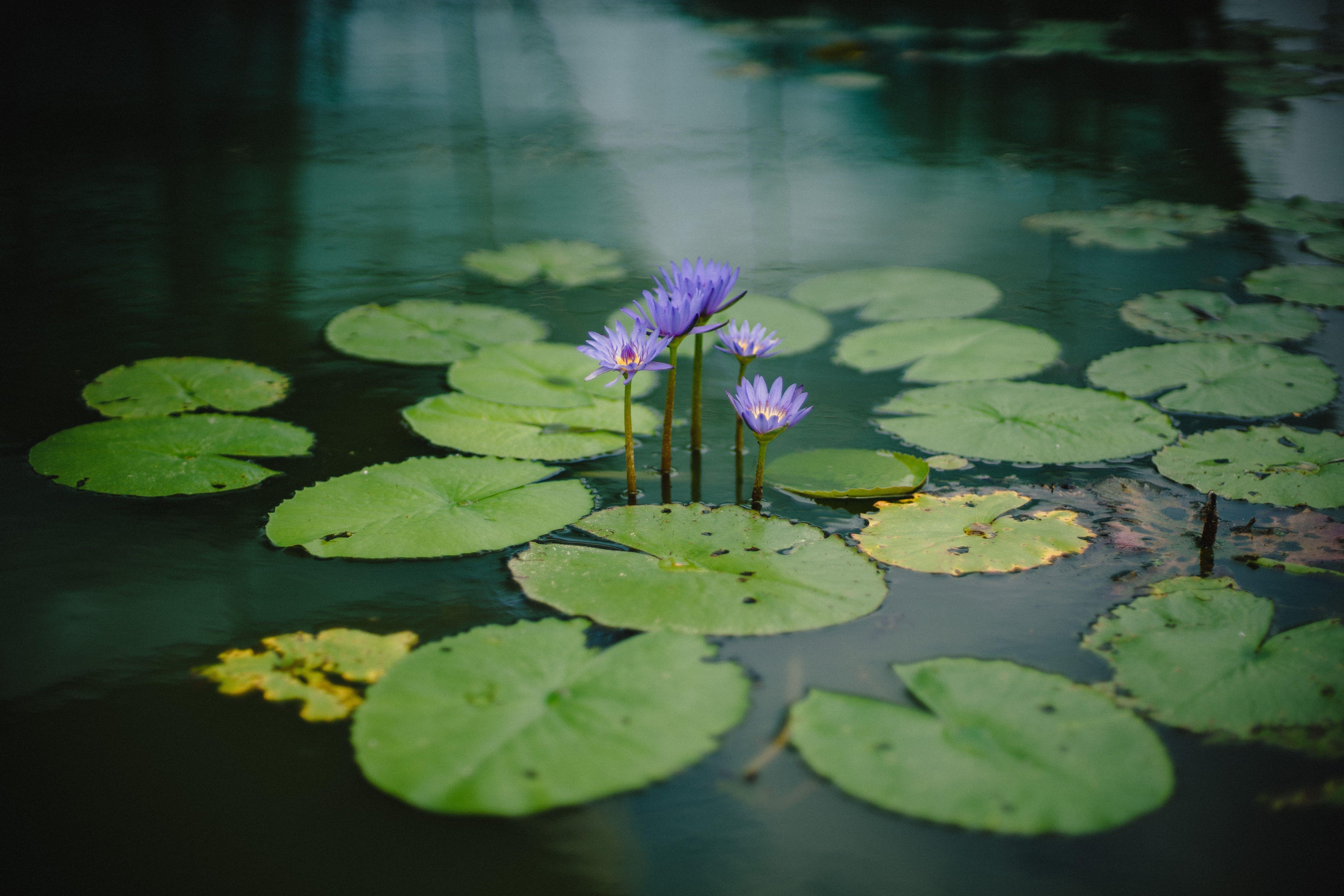 6000x4000 6000x4000 #PNG image, #still water, #aquatic, #lily