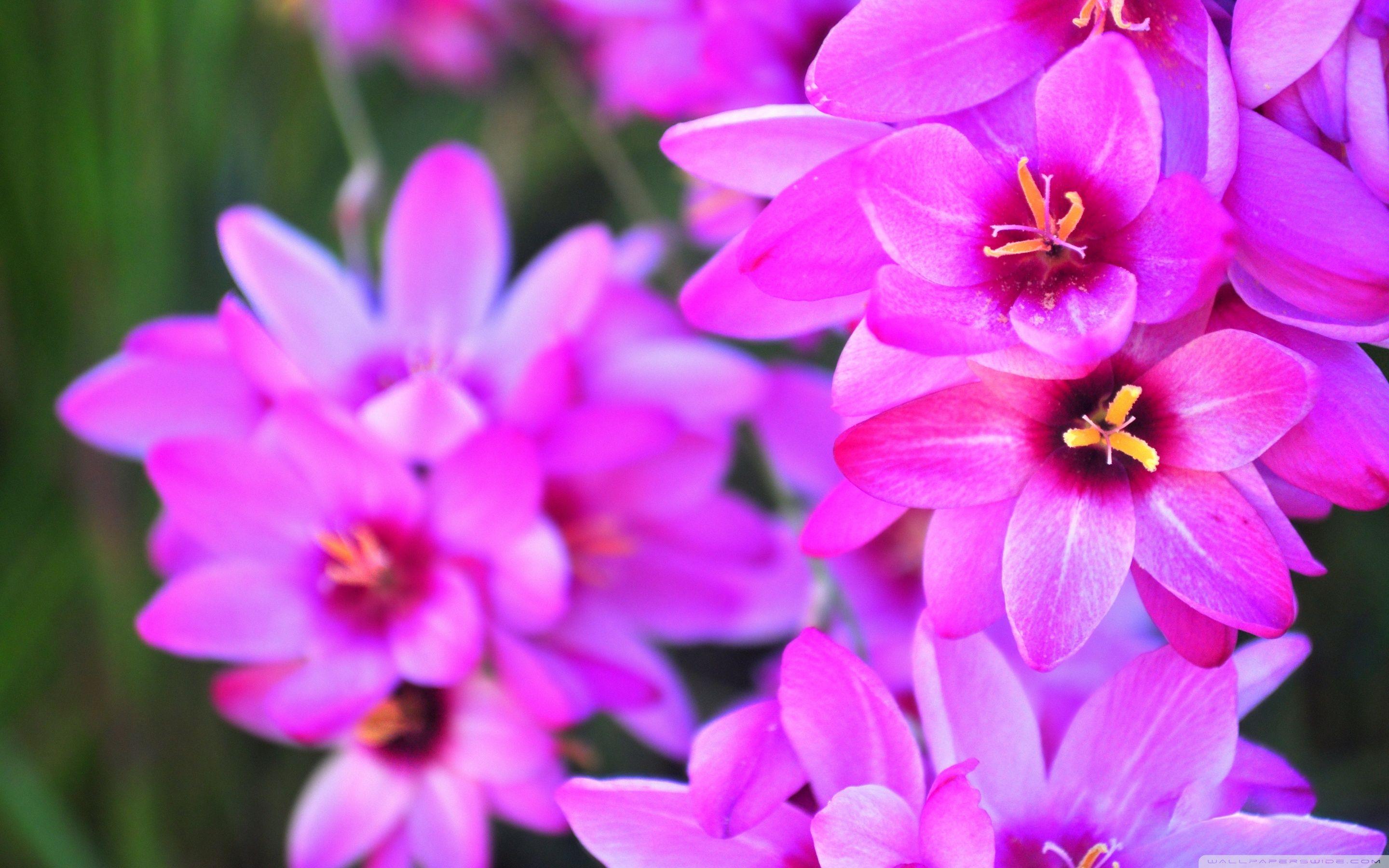 2880x1800 Vibrant Flowers ❤ 4K HD Desktop Wallpaper for 4K Ultra HD