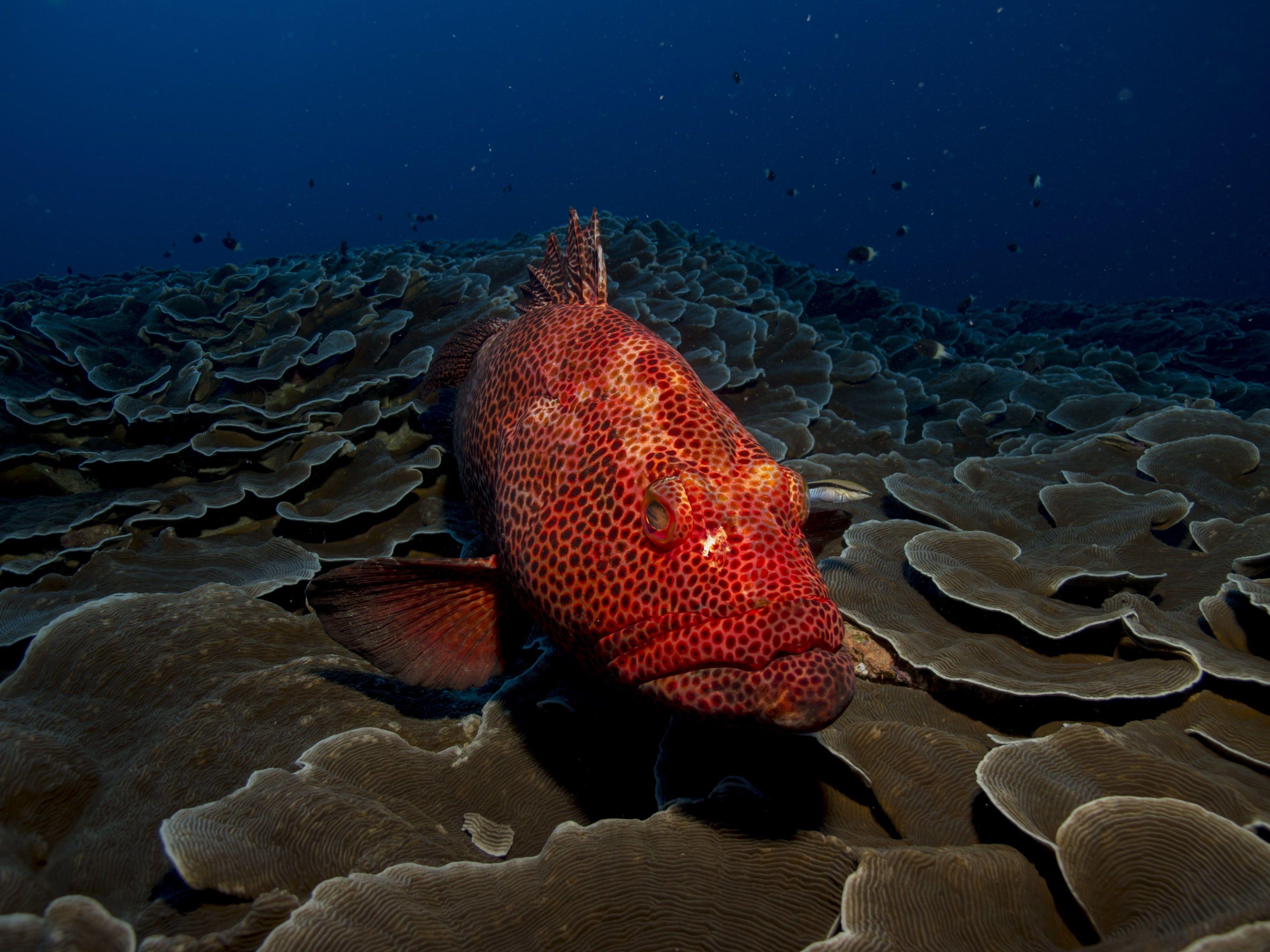 В африке живут рыбы. Групер красное море. Рыба группер в Красном море. Красный коралловый Групер. Краснополосый Групер.