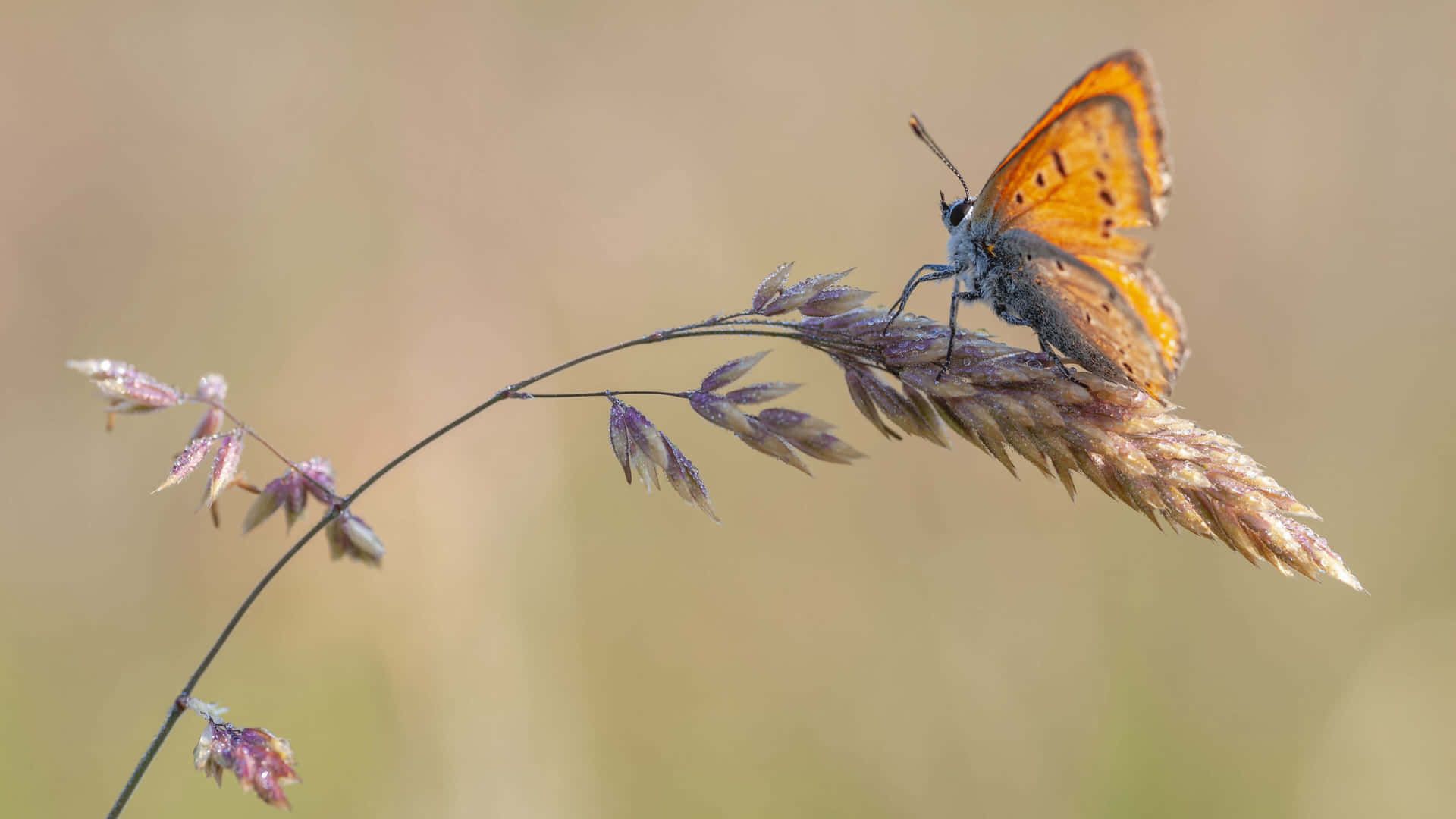 1920x1080 Download Skipper Butterfly Perchedon