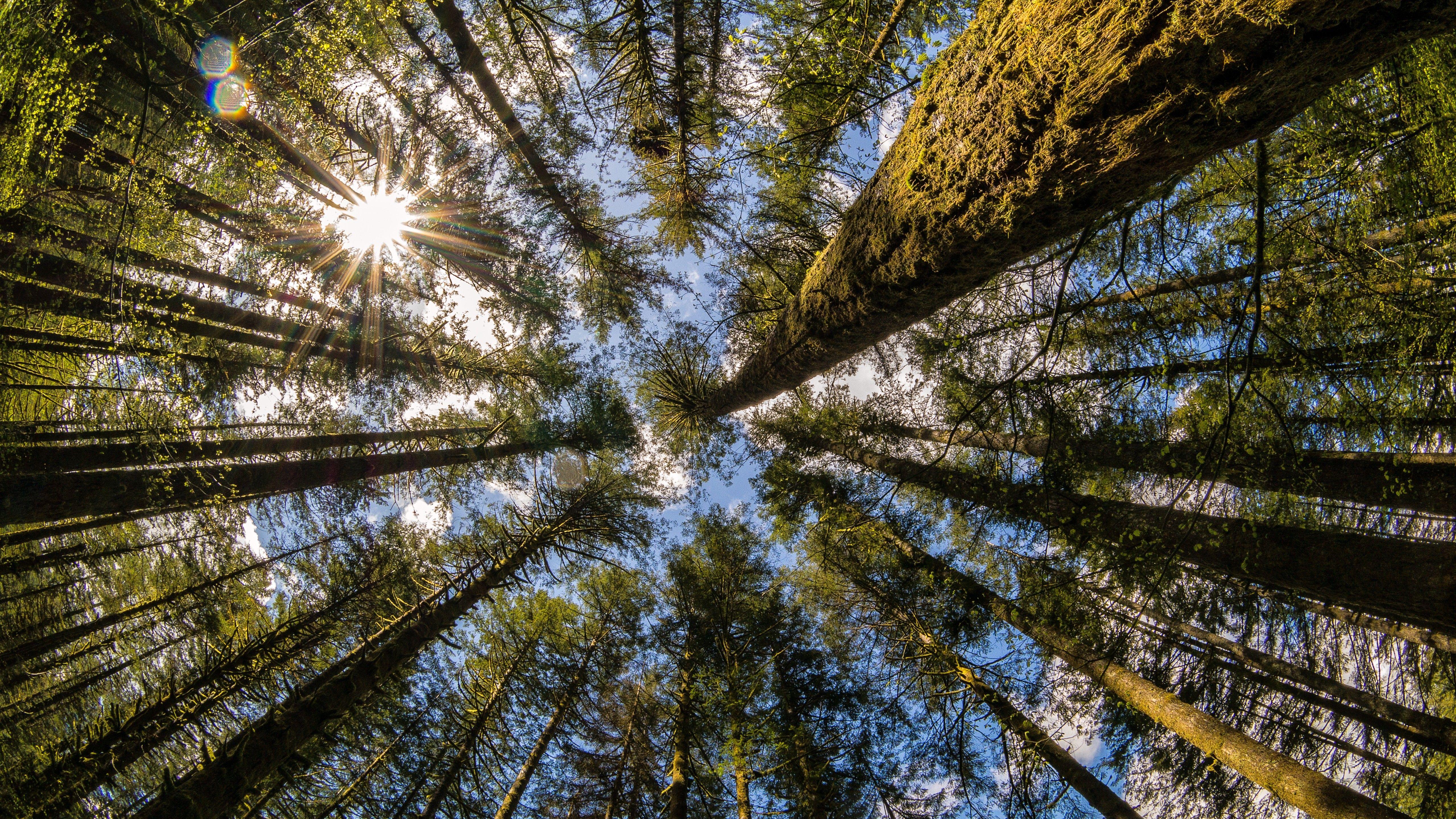 5120x2880 #trees, #Moulton Falls, #Washington state, wallpaper