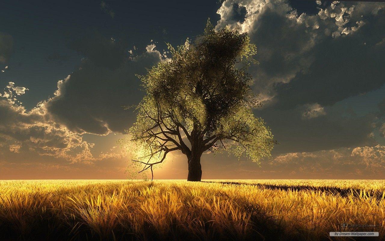 1280x800 Free download Wallpaper Nature wallpaper Sunshine and Trees