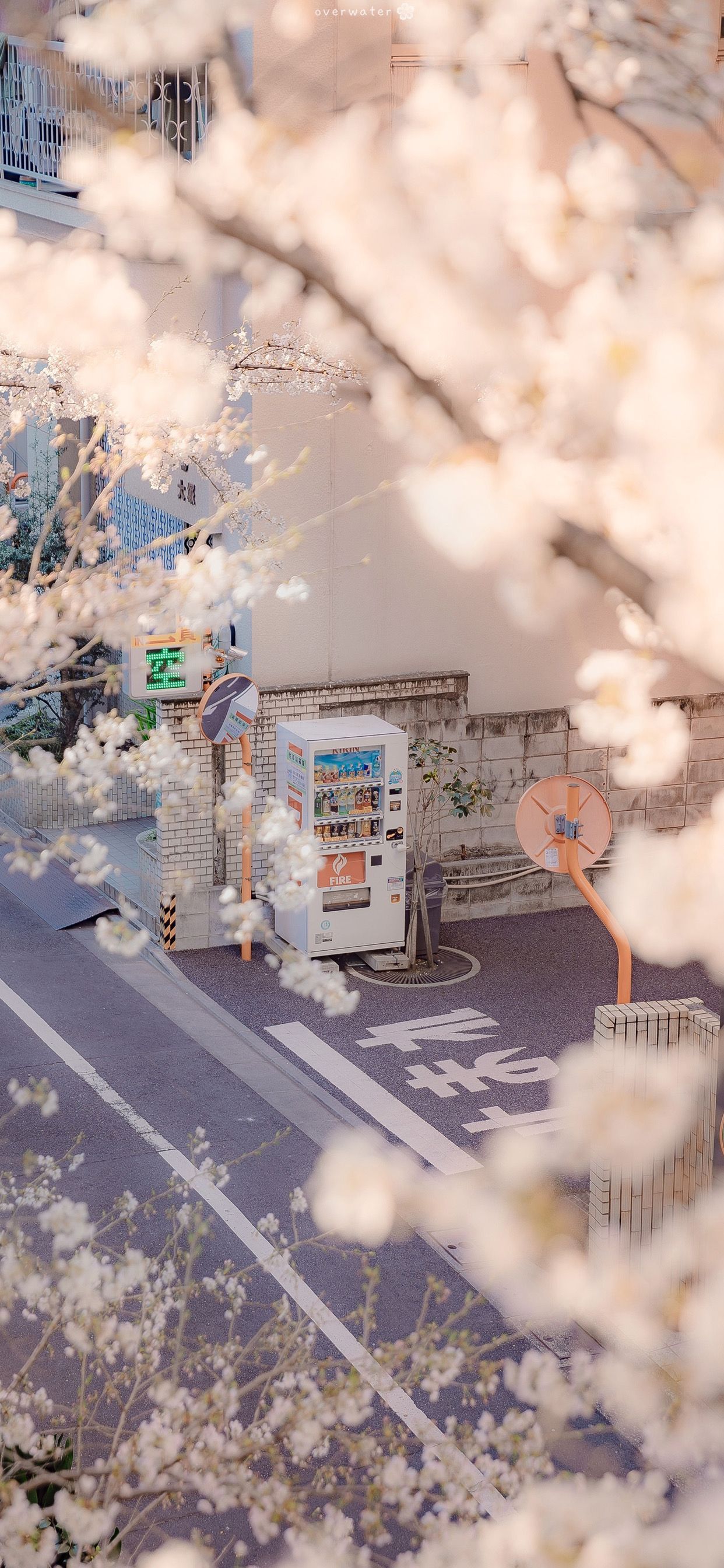 1242x2688 Sakura Airi, vending machine, Japan