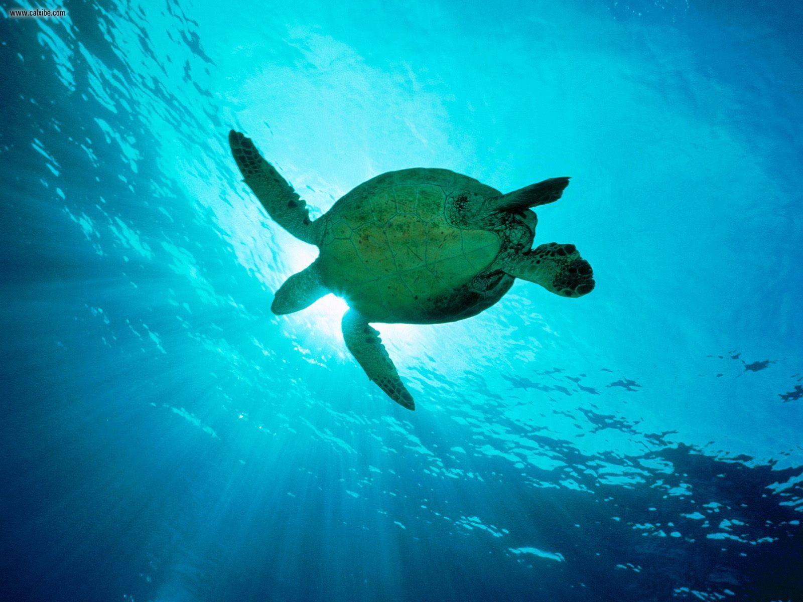 1600x1200 Sea Turtle Wallpaper 4525 1600x1200px