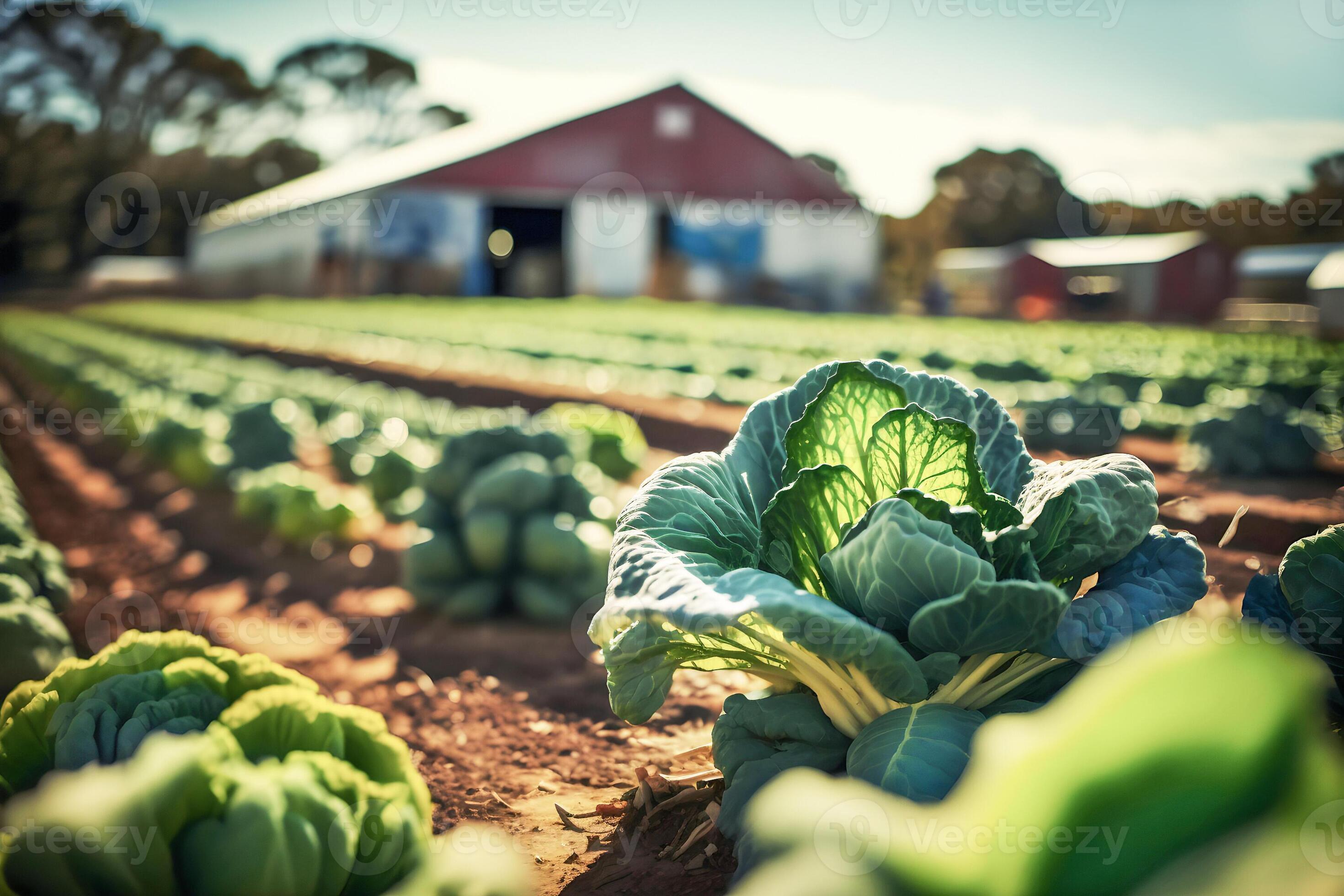 Vegetable Farm Wallpapers Top Free Vegetable Farm Backgrounds Vegetable Farm Wallpapers Top Free Vegetable Farm Backgrounds