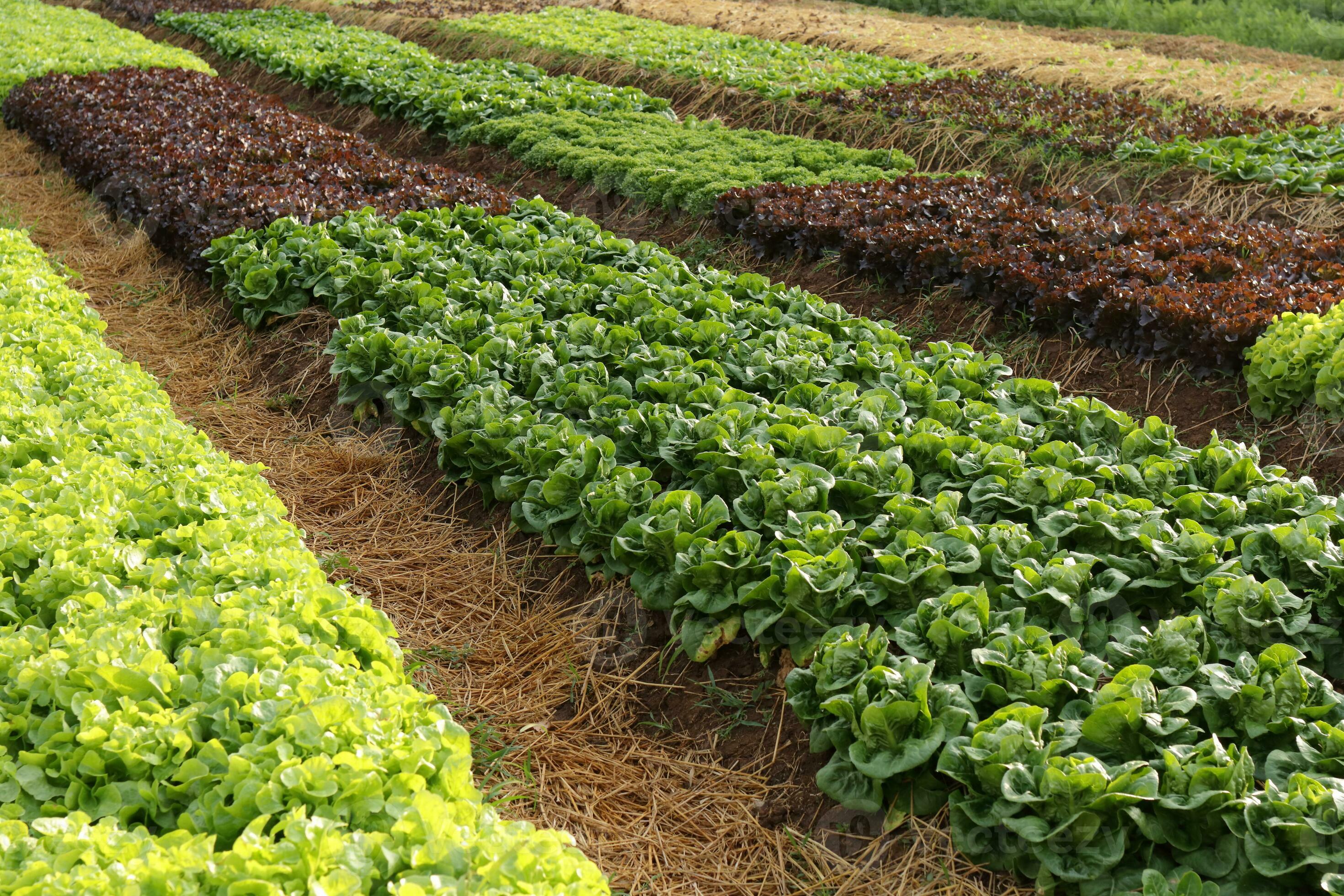 2940x1960 soil. Vegetable salad farm
