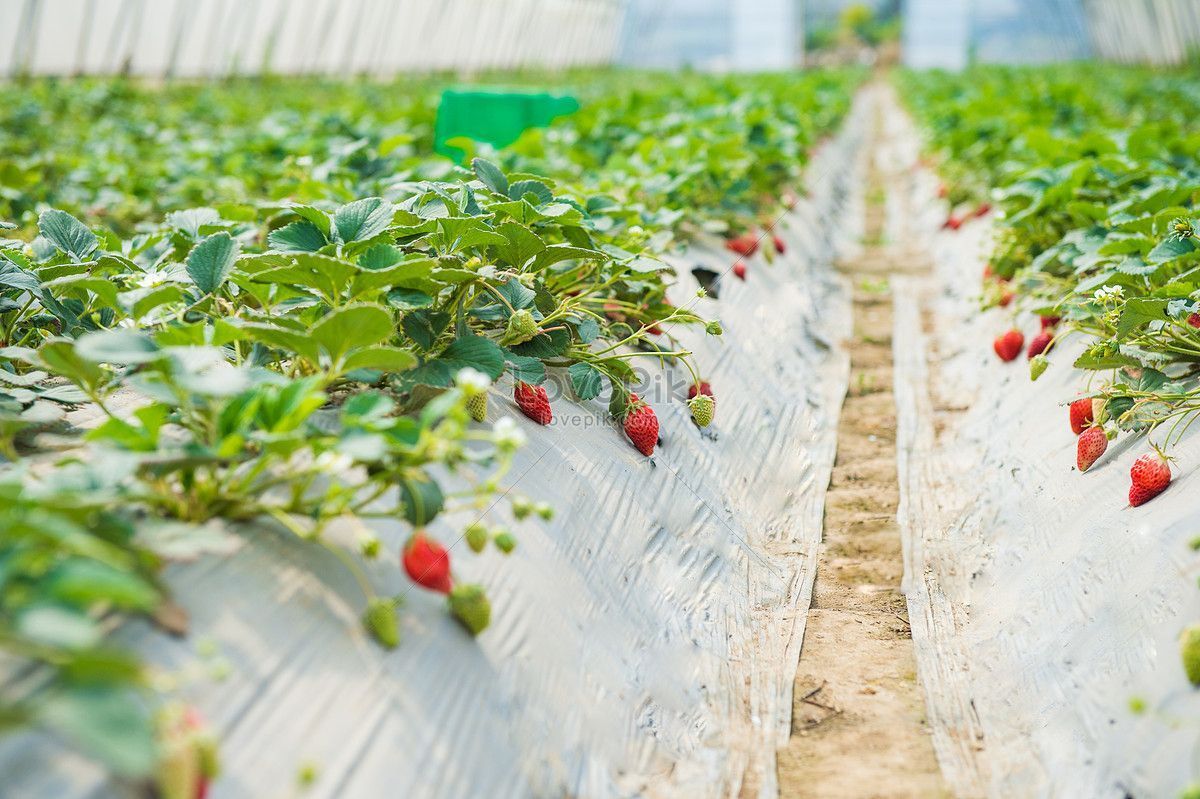 1200x799 HD Vegetable Farm Background Image