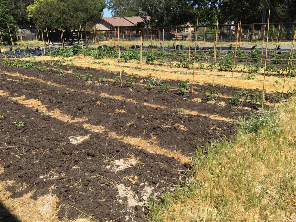 1024x768 local vegetable farm in Sonoma County