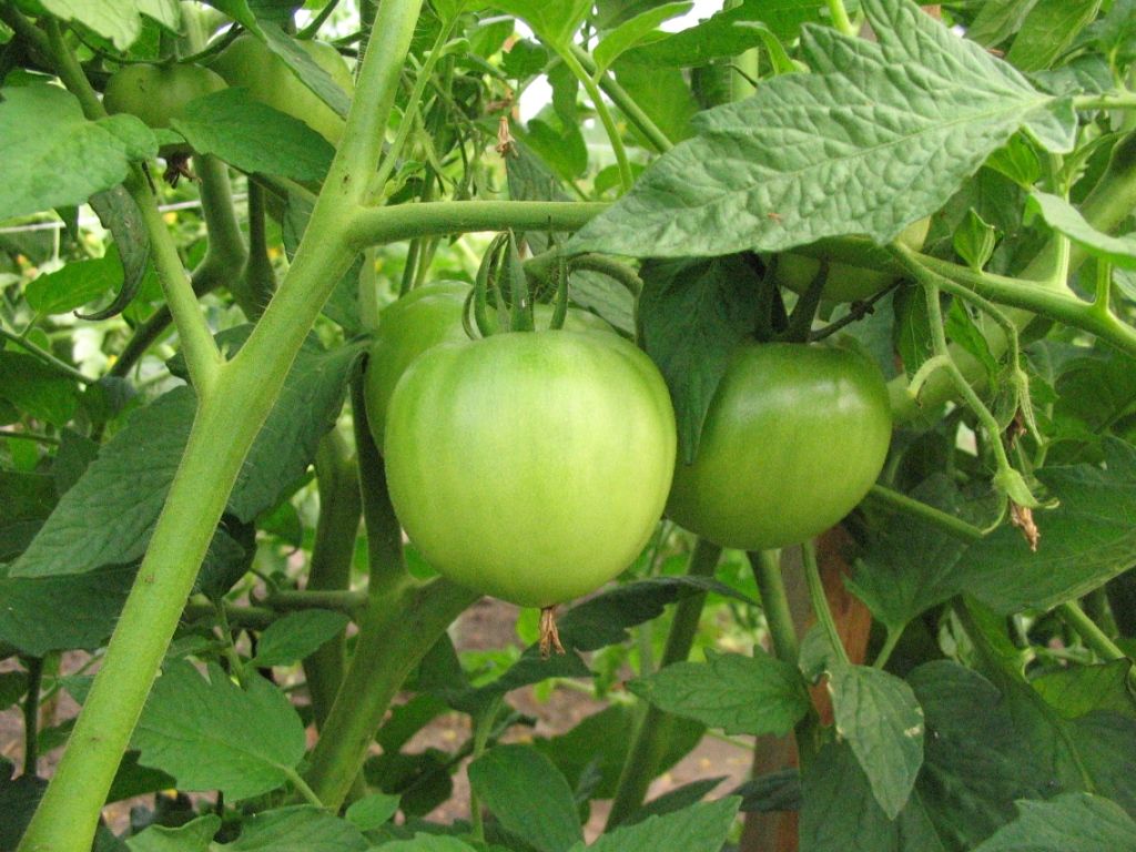 1024x768 Grower's Statement « Brix Bounty Farm