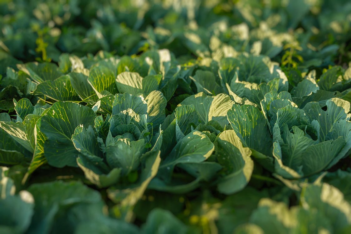 1125x750 Green Cabbage in a Farm · Free