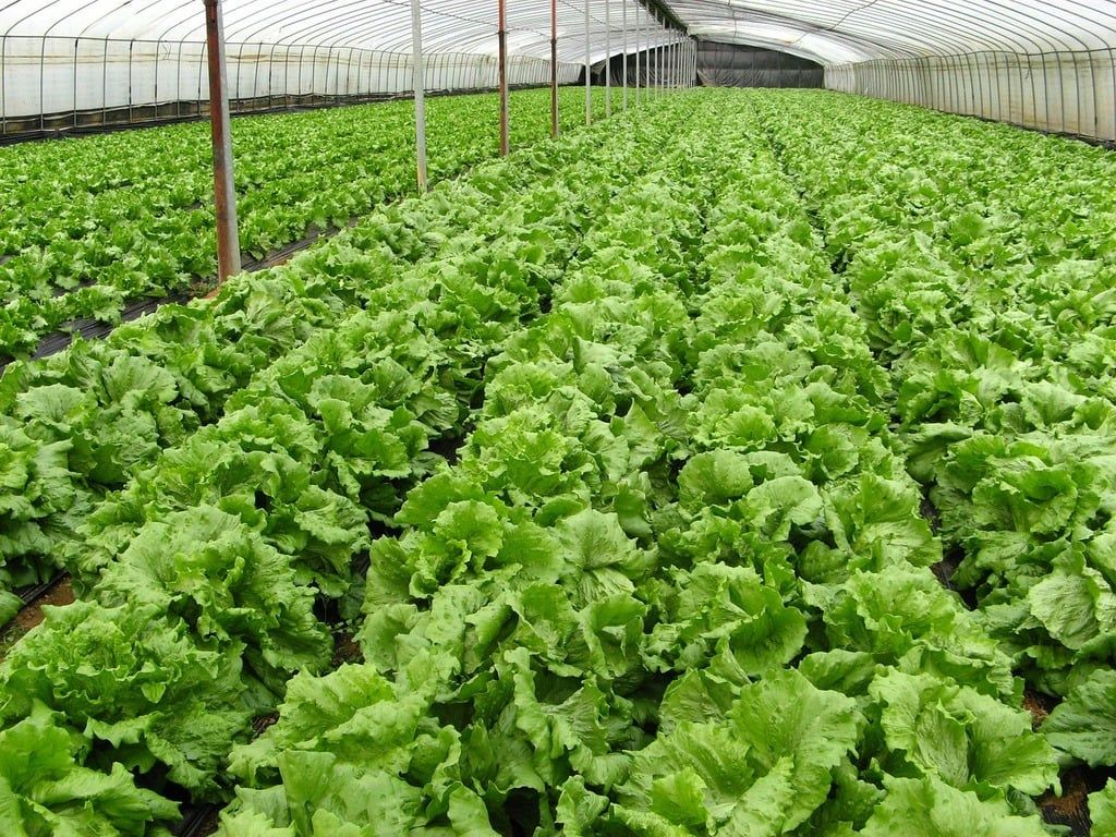 1024x768 Organic farm vegetables