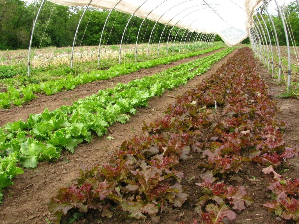 1024x768 The Farm