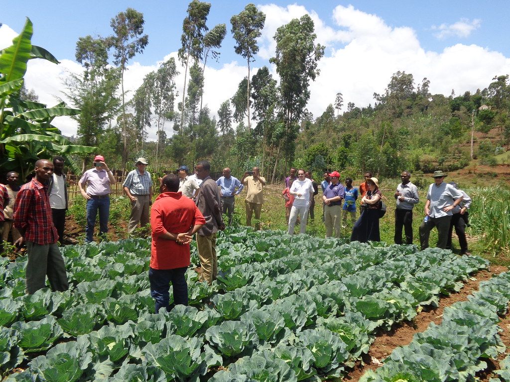 1024x768 A visit to a vegetable farm Photo