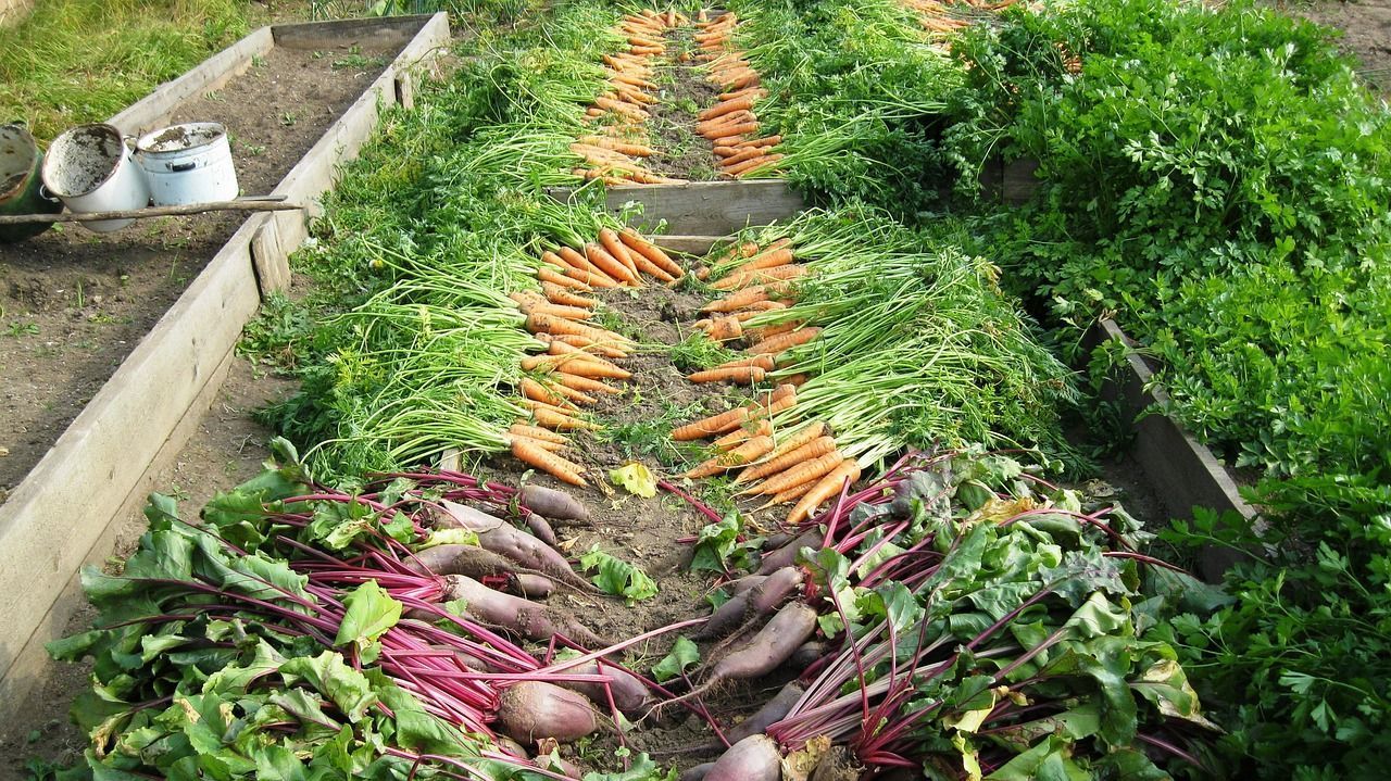1280x719 Harvest Vegetable Garden photo