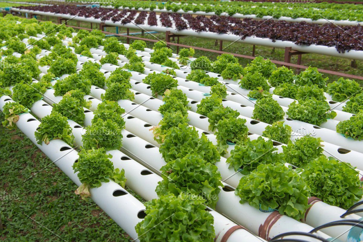 1200x800 Organic hydroponic vegetable in farm