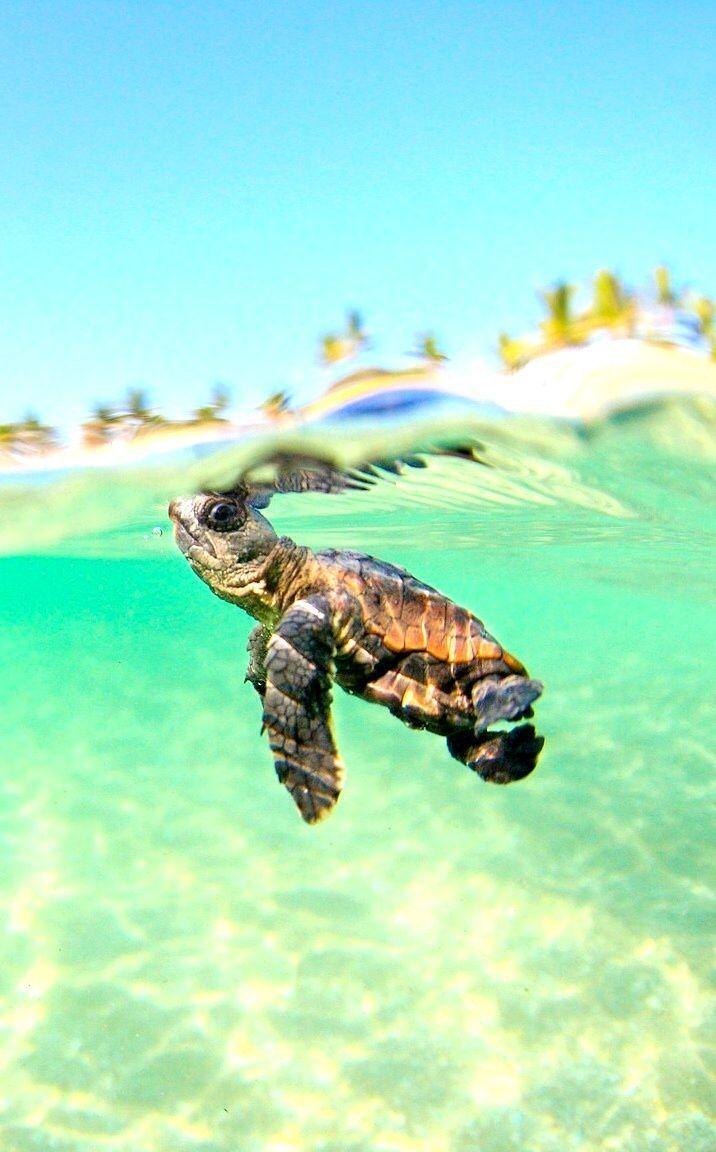 Sea turtle HD wallpapers free download | Wallpaperbetter