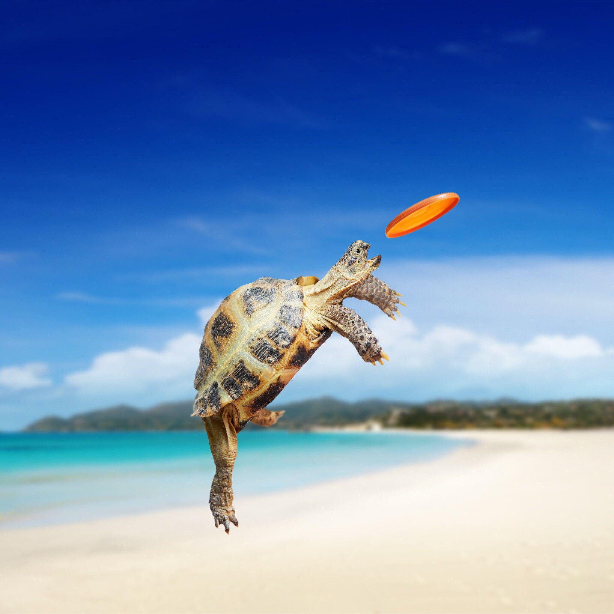 Baby Sea Turtle Wallpapers - Top Free Baby Sea Turtle Backgrounds -  WallpaperAccess